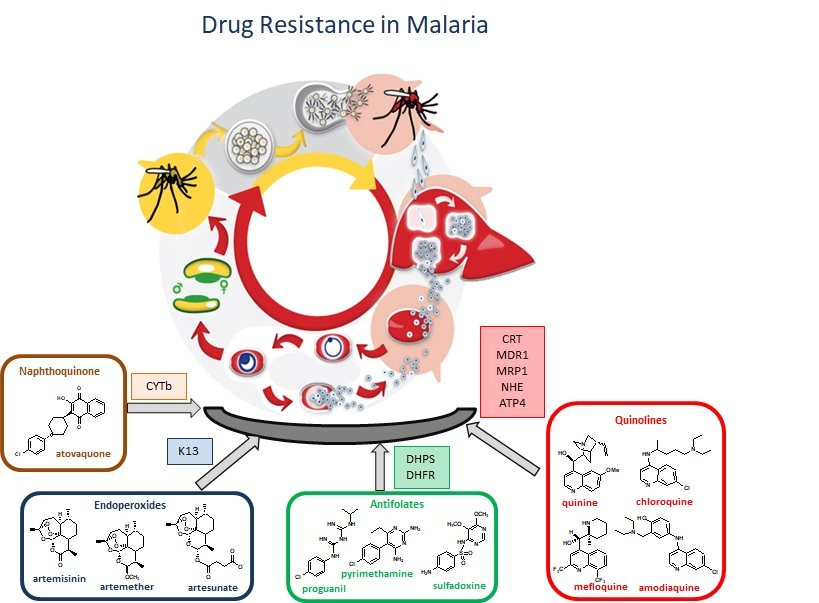 IJMS | Free Full-Text | An Overview of Drug Resistance in Protozoal  Diseases | HTML