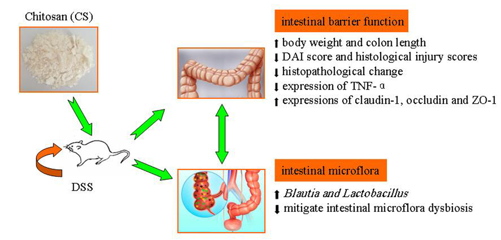 IJMS | Free Full-Text | Chitosan Ameliorates DSS-Induced Ulcerative ...