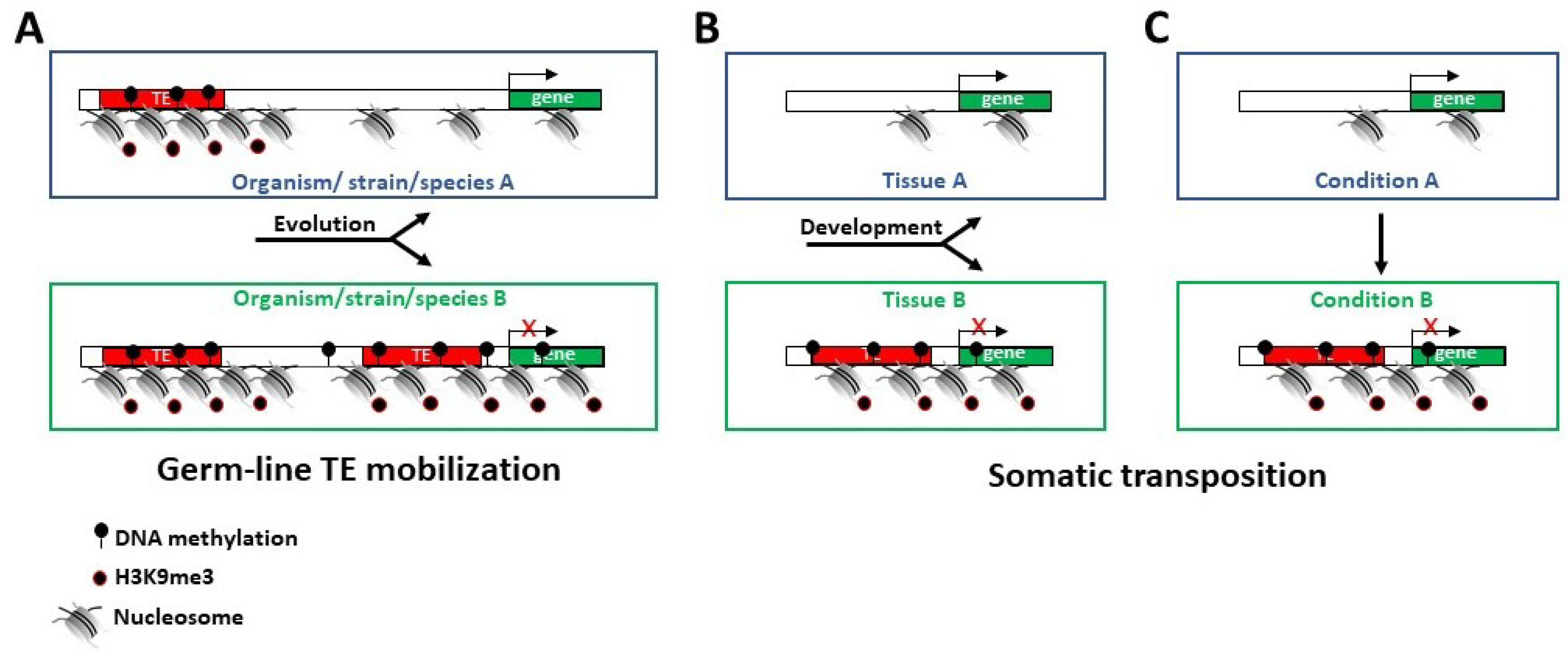 Ijms Free Full Text Roles Of Transposable Elements In The Different Layers Of Gene Expression Regulation Html