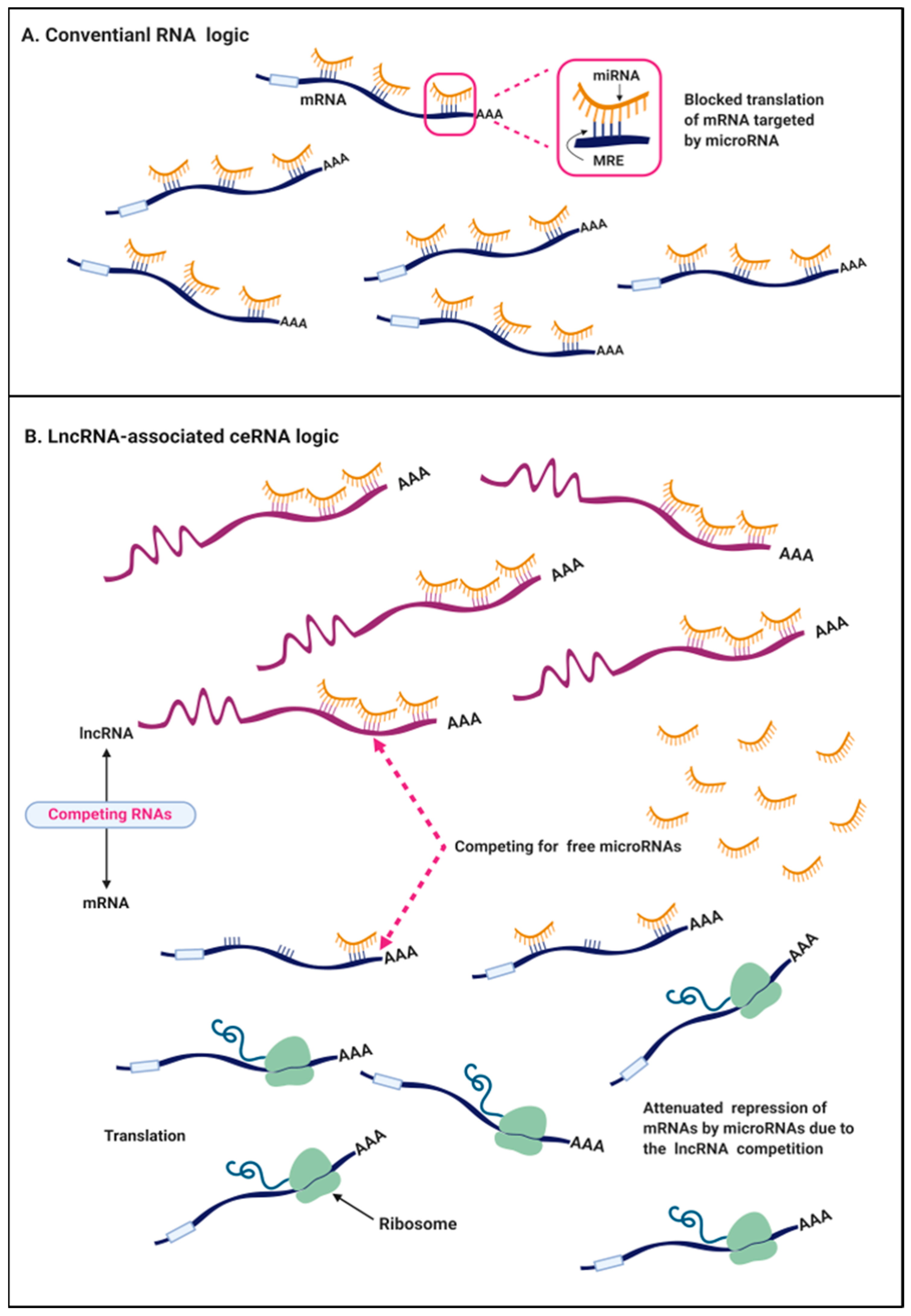 Ijms 20 05758 g002 Ijms 20 05758 g002