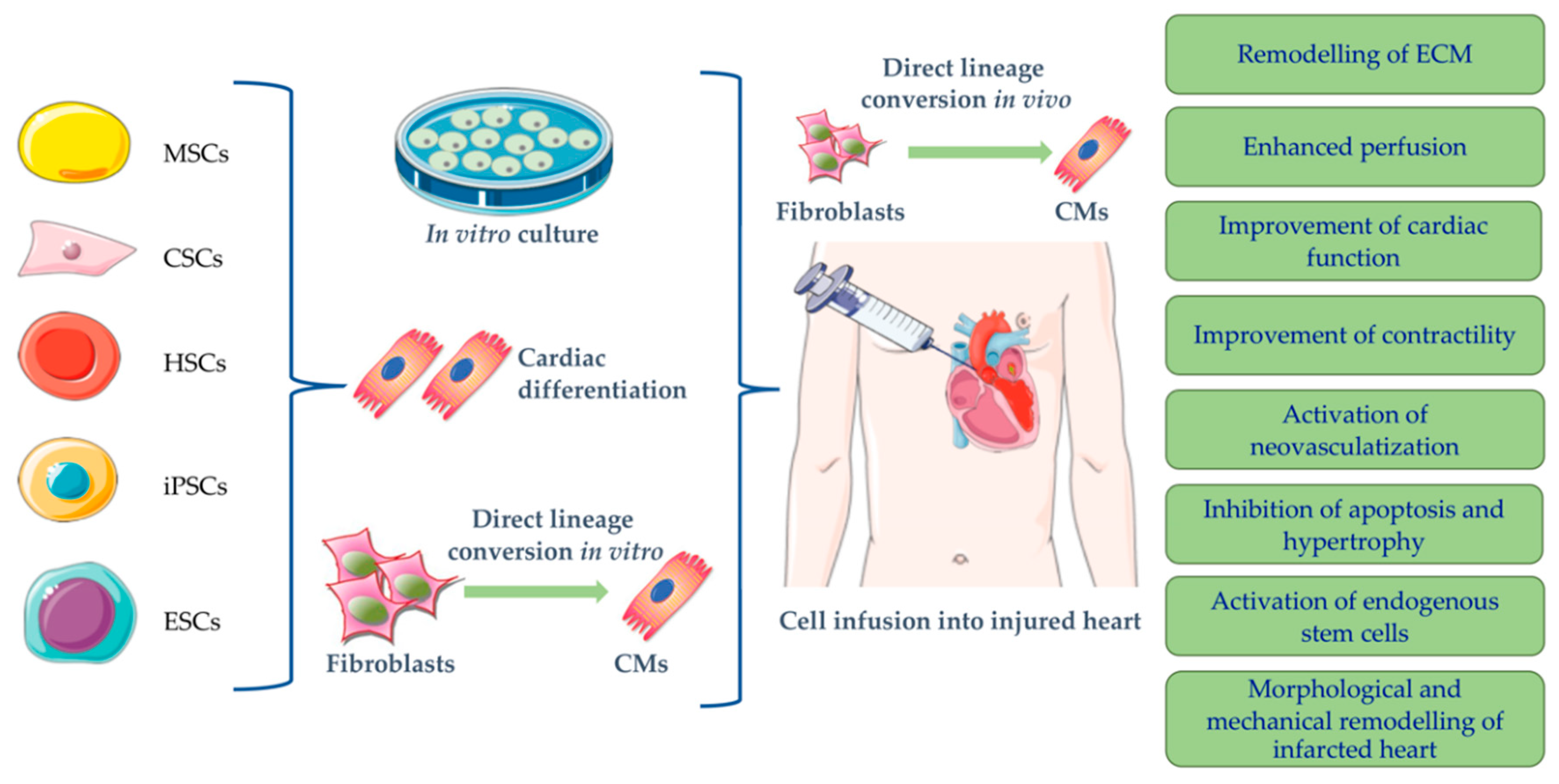 IJMS | Free Full-Text | Stem Cells: The Game Changers Of Human Cardiac ...