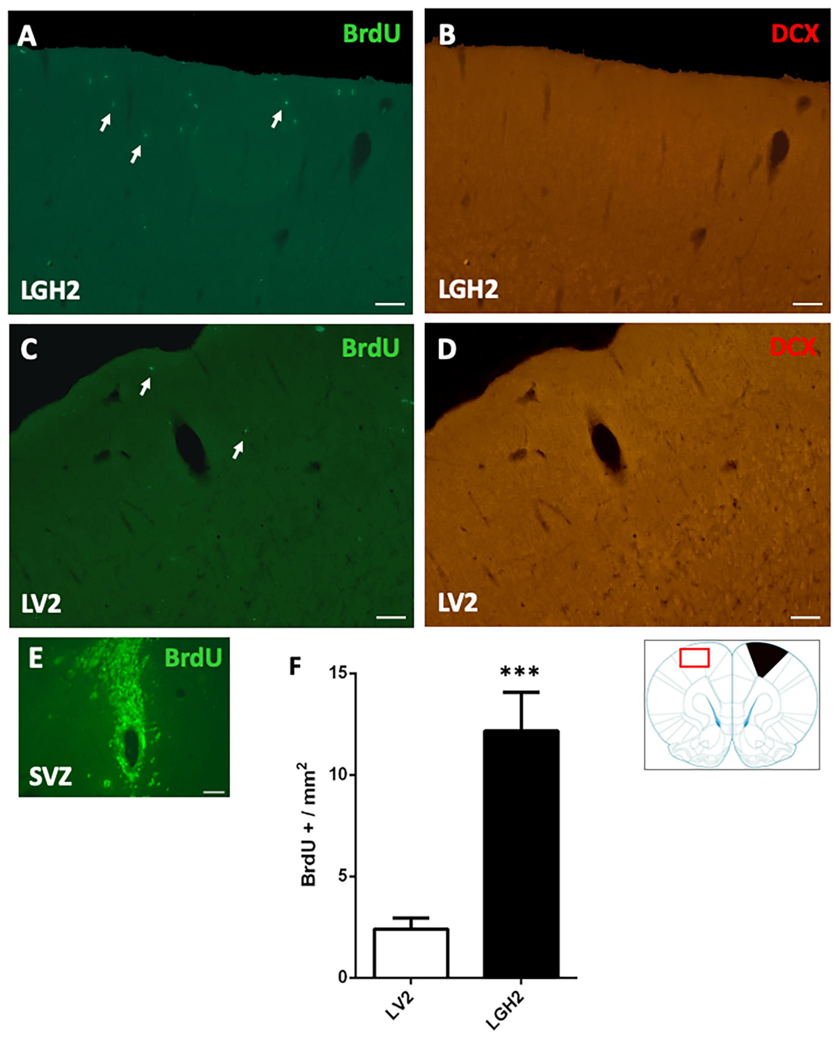 Ijms 20 05770 g004 Ijms 20 05770 g004