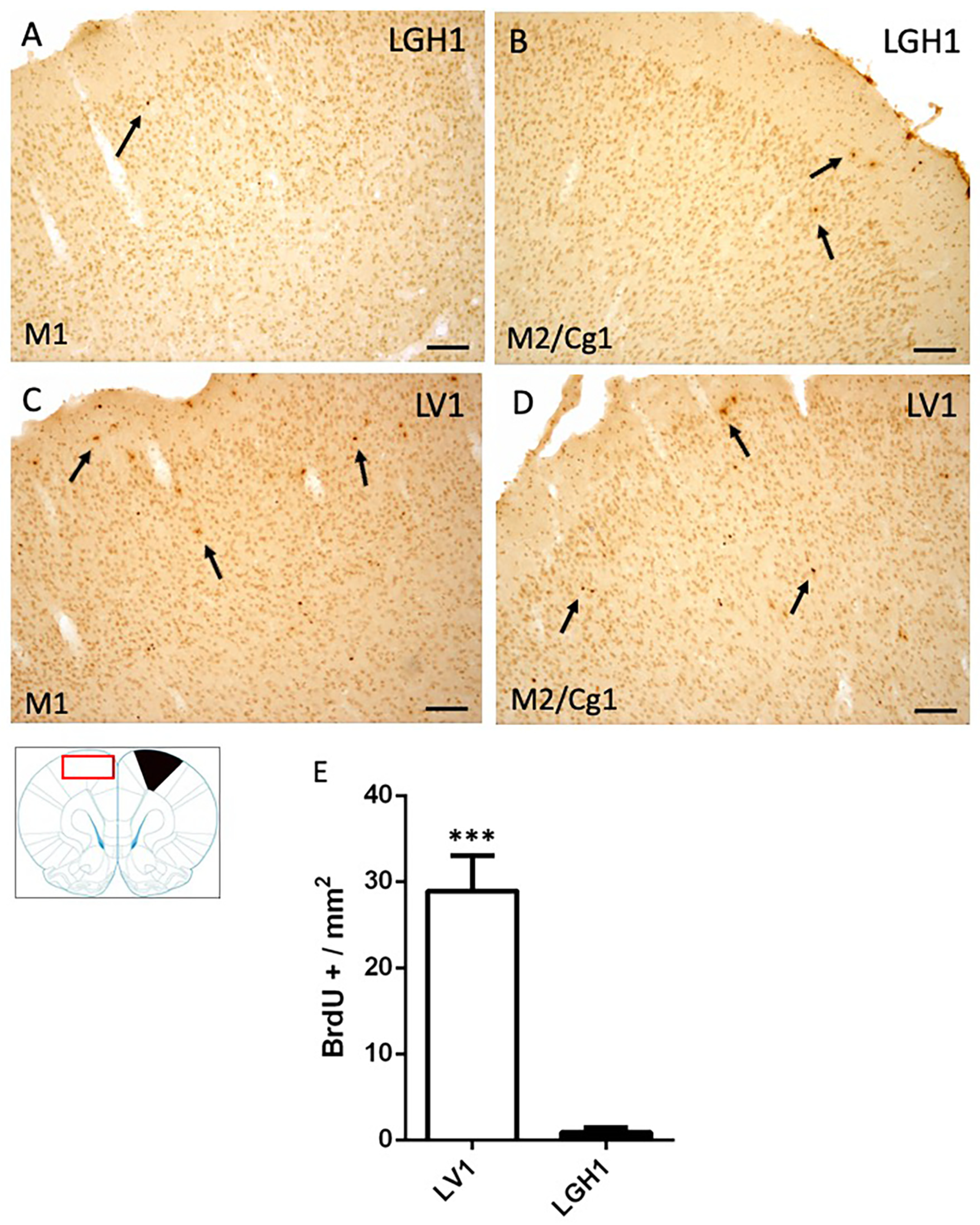 Ijms 20 05770 g005 Ijms 20 05770 g005