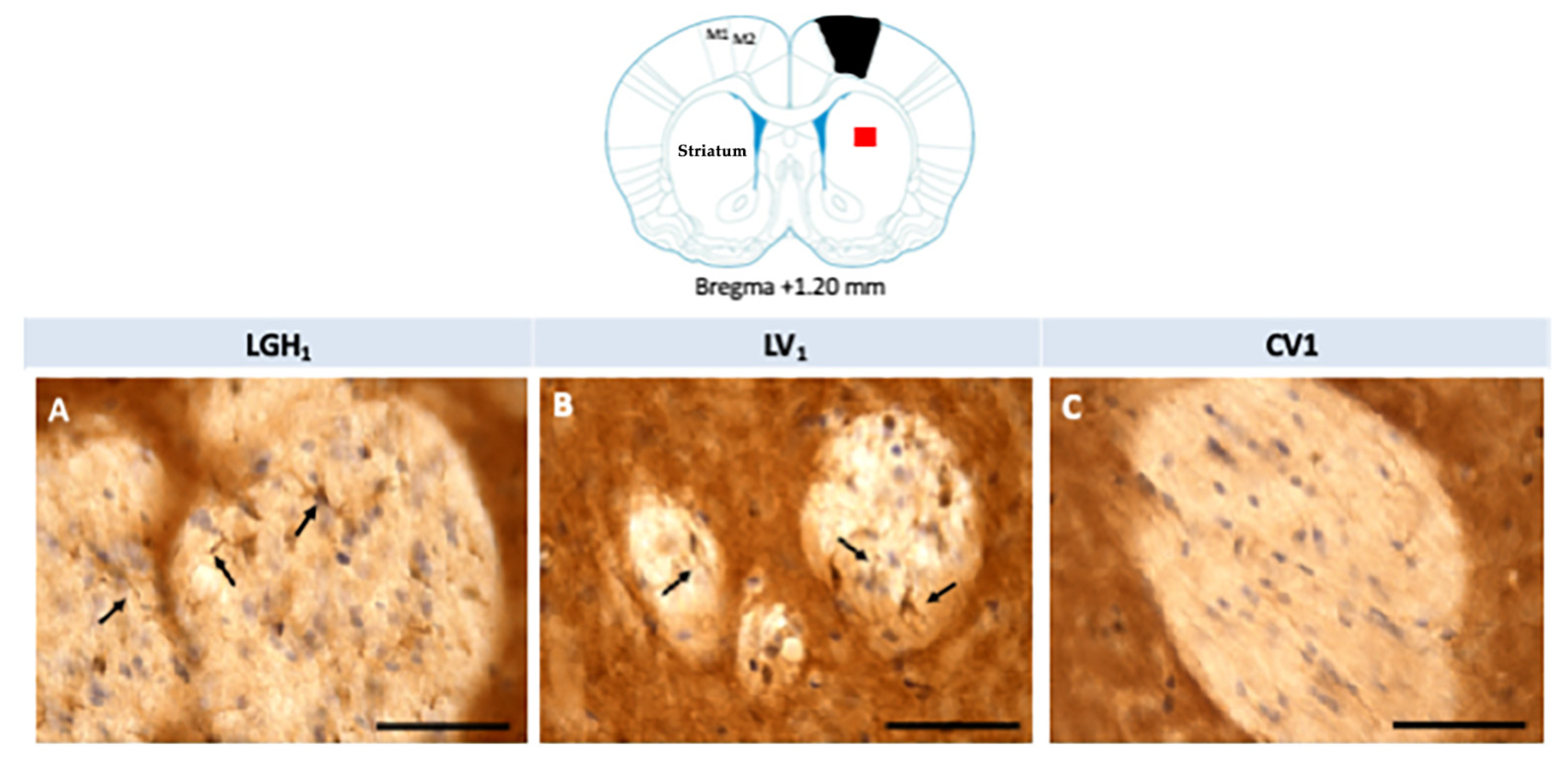 Ijms 20 05770 g008 Ijms 20 05770 g008