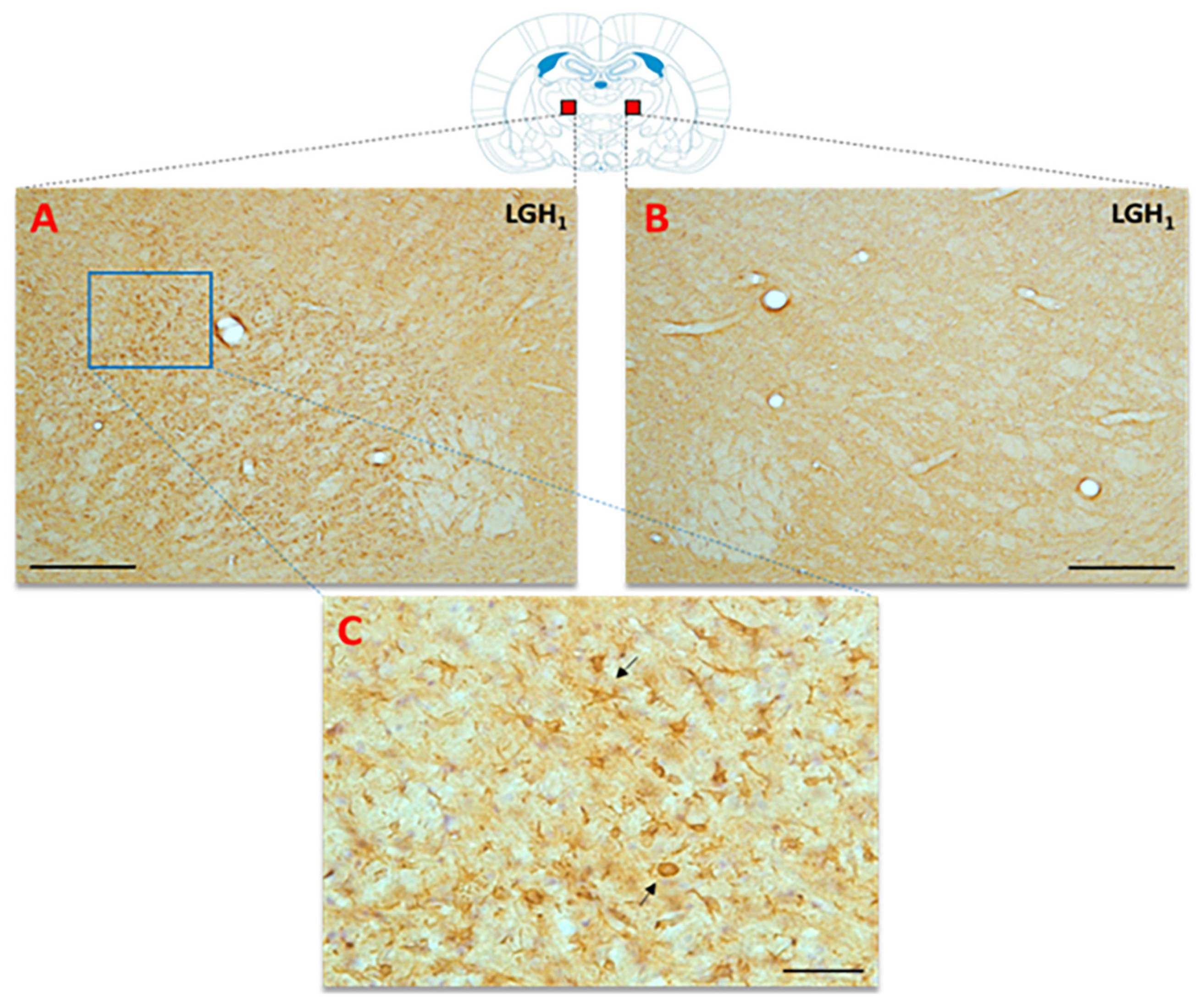 Ijms 20 05770 g010 Ijms 20 05770 g010