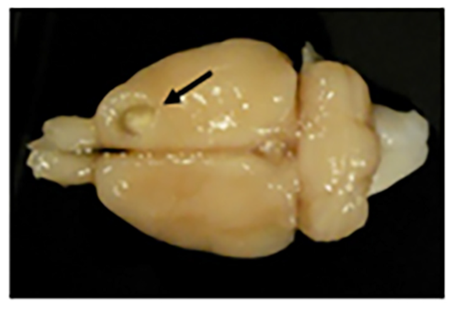 Ijms 20 05770 g013 Ijms 20 05770 g013