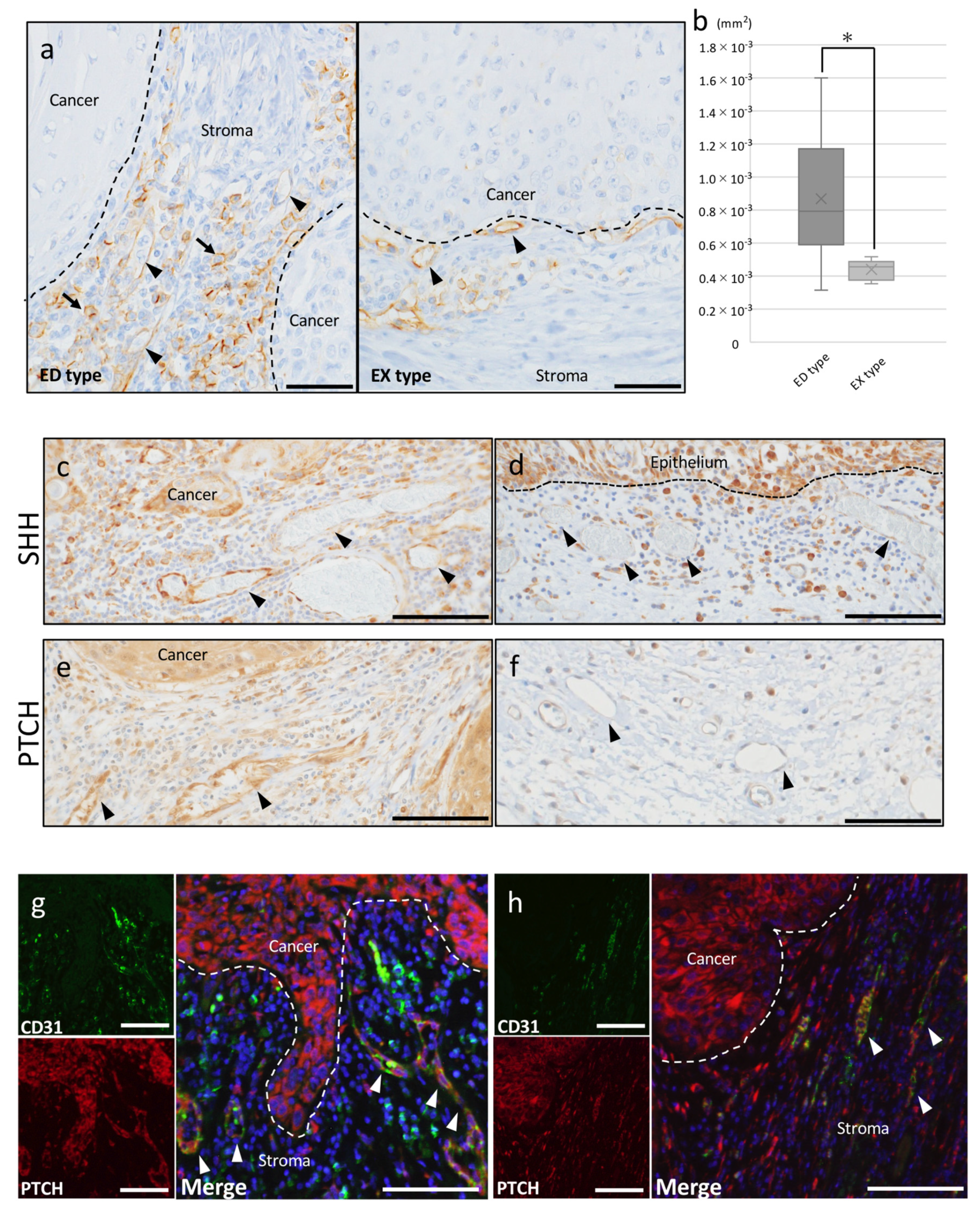 Ijms 20 05779 g002 Ijms 20 05779 g002
