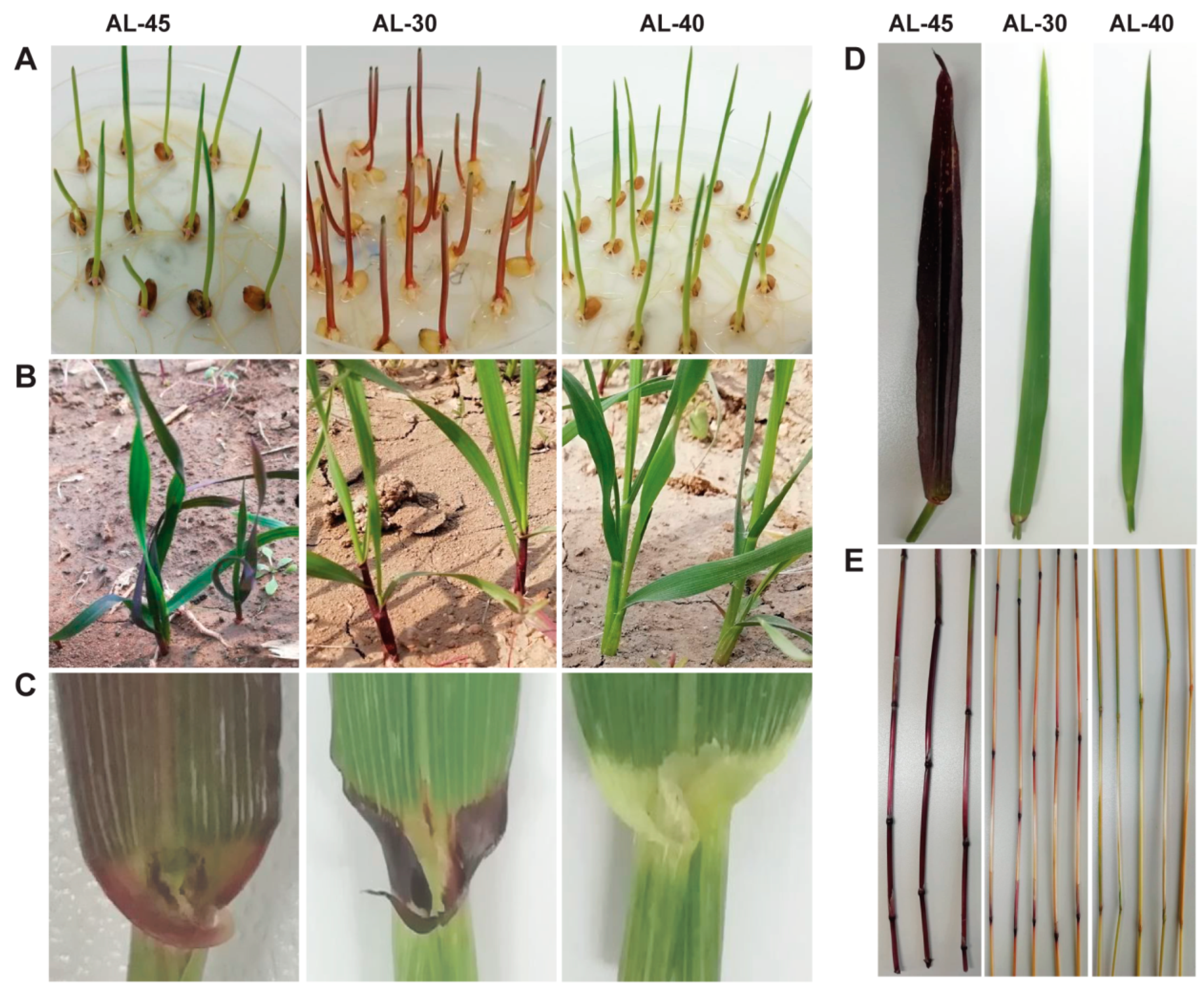 Ijms 20 05806 g004 Ijms 20 05806 g004
