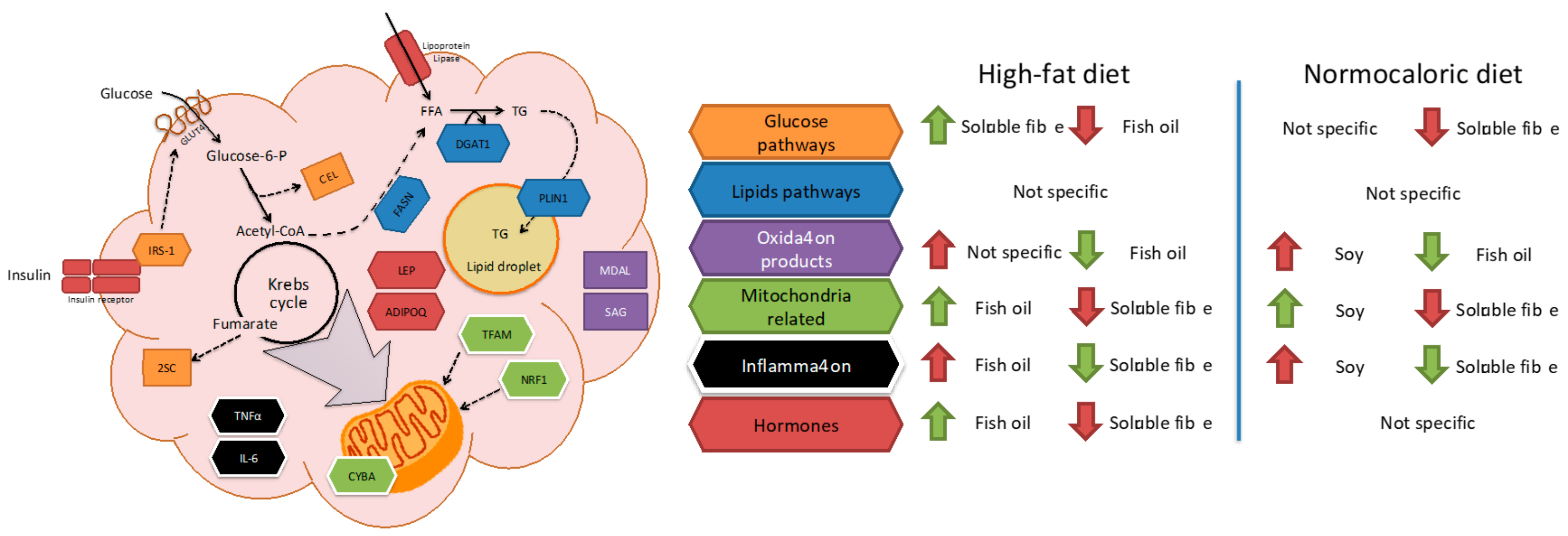 Ijms Free Full Text Adipose Tissue Mitochondrial Factors Profile After Dietary Bioactive Compound Weight Reduction Treatments In A Mice Obesity Model Html