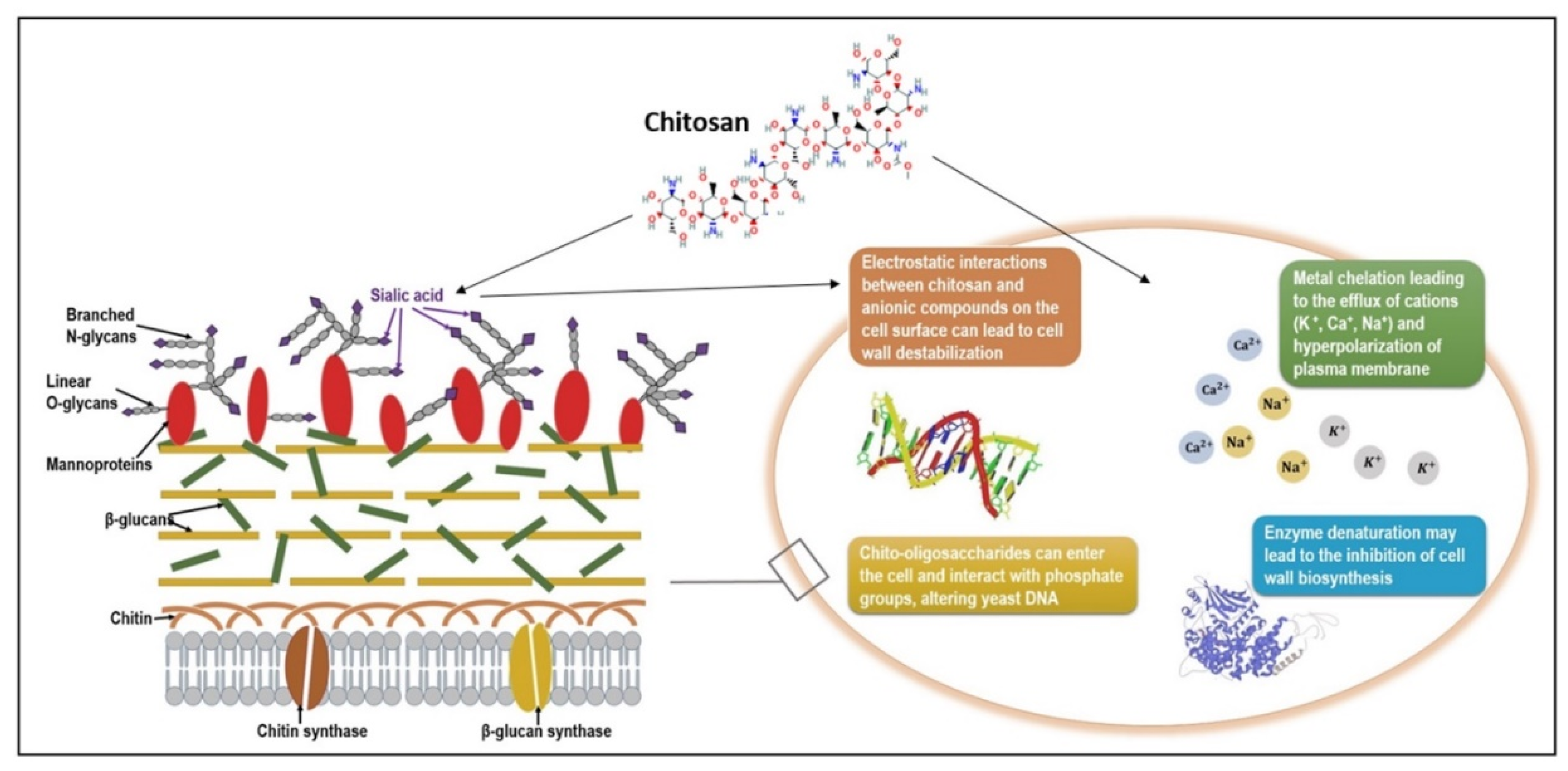 IJMS | Free Full-Text | Chitosan as a Wound Dressing Starting 