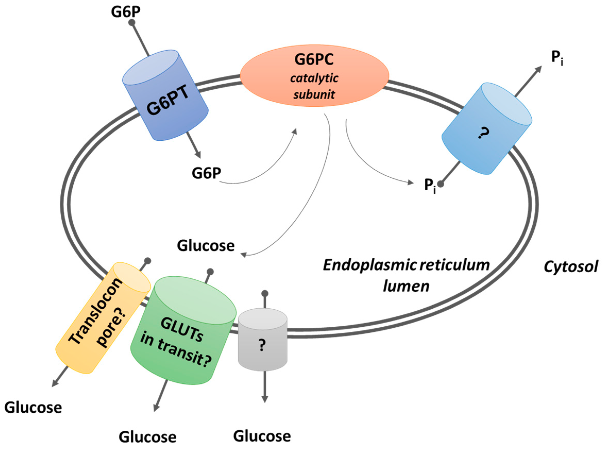 glucose transporter