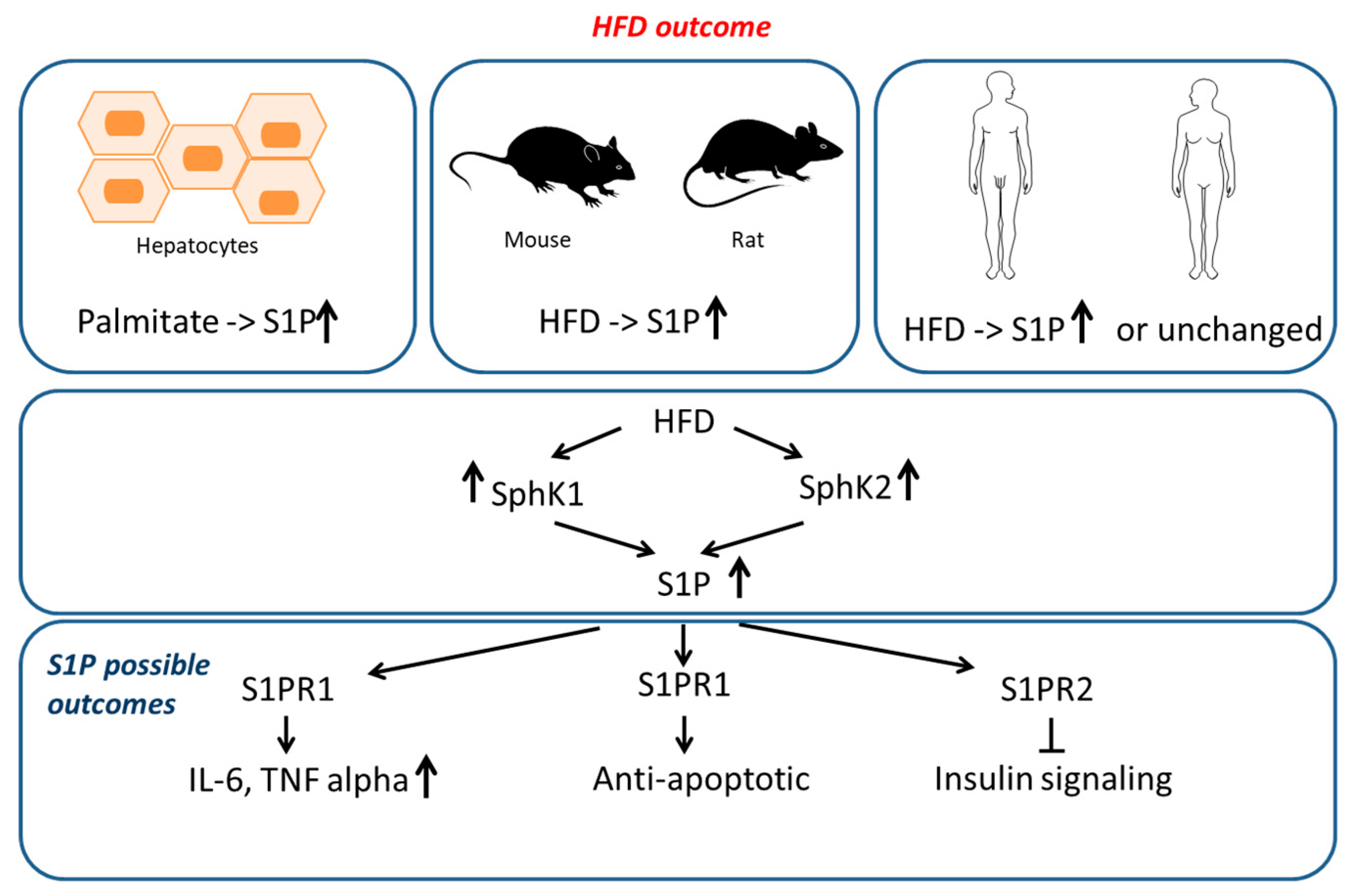 Ijms 20 05901 g002 Ijms 20 05901 g002