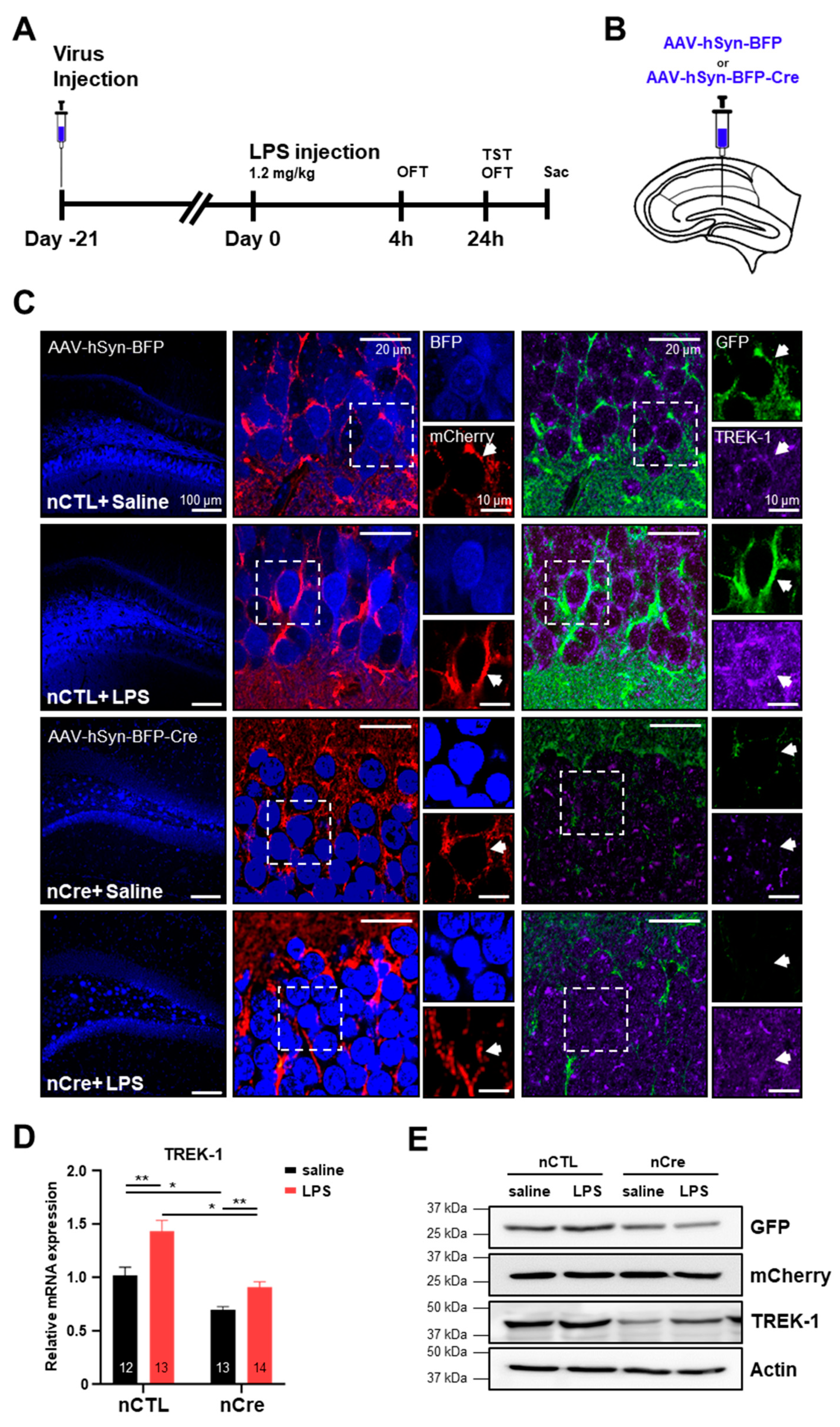 Ijms 20 05902 g003 Ijms 20 05902 g003