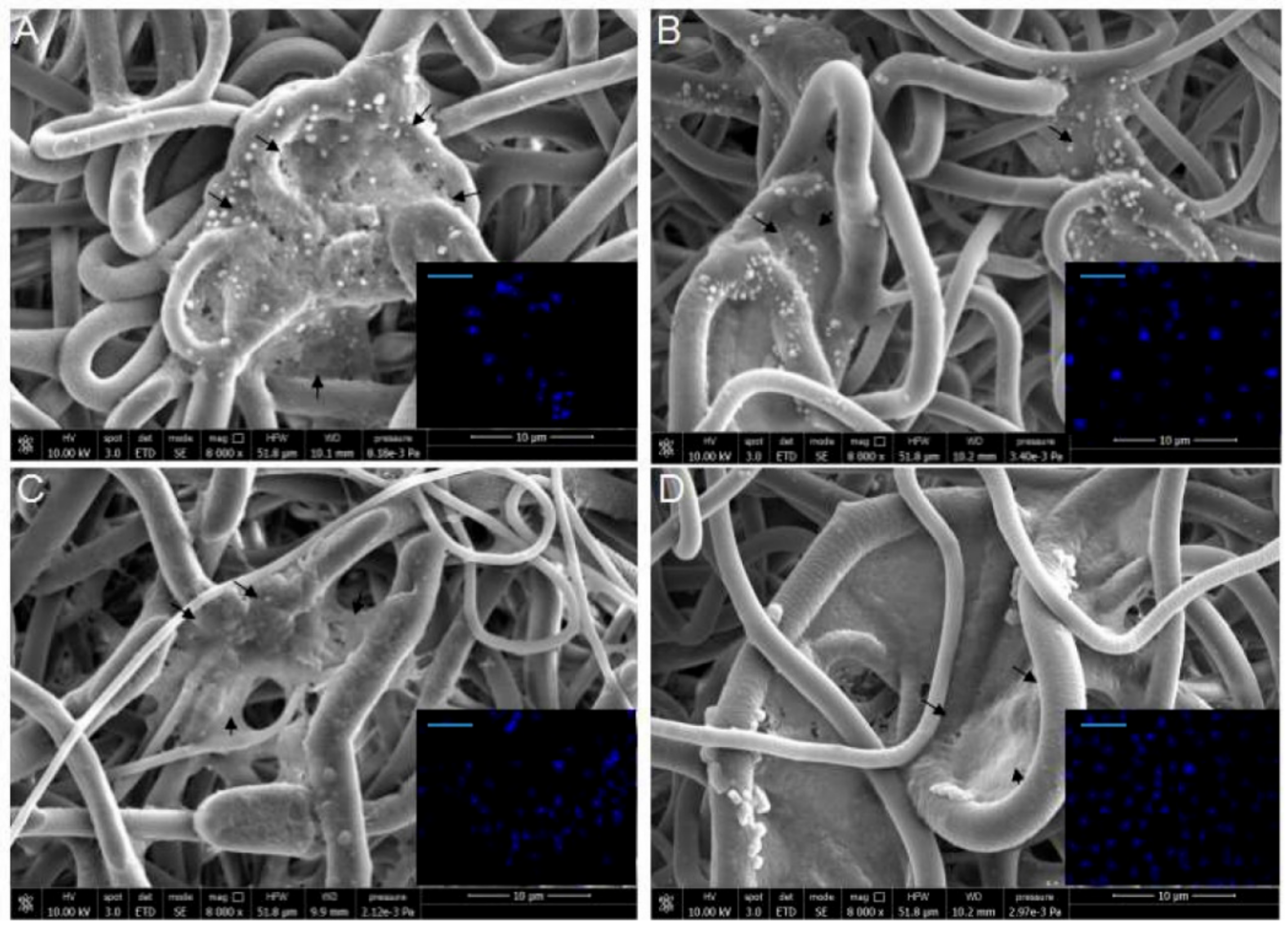 Ijms 20 05918 g005 Ijms 20 05918 g005