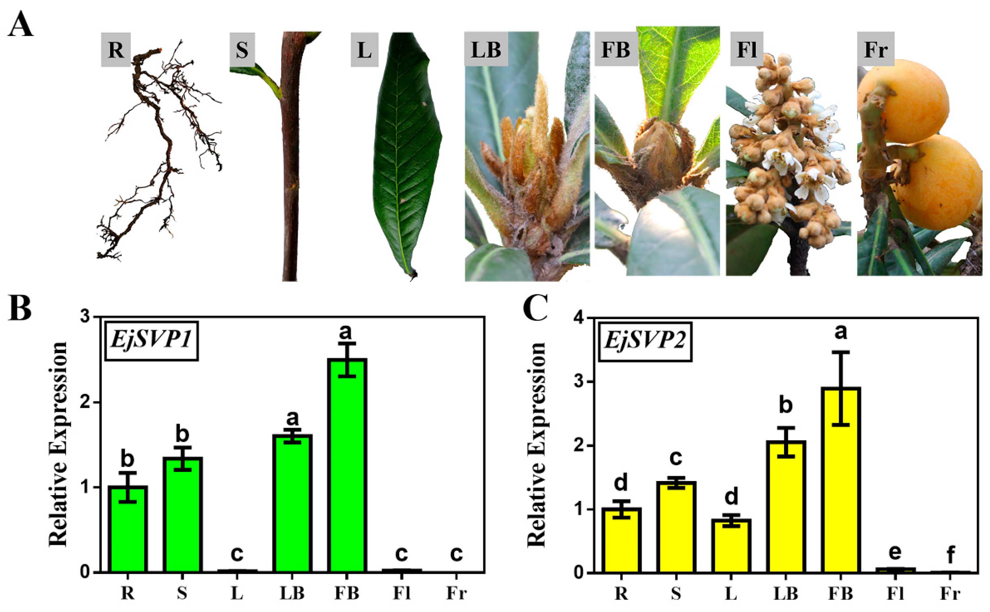 Ijms 20 05933 g002 Ijms 20 05933 g002