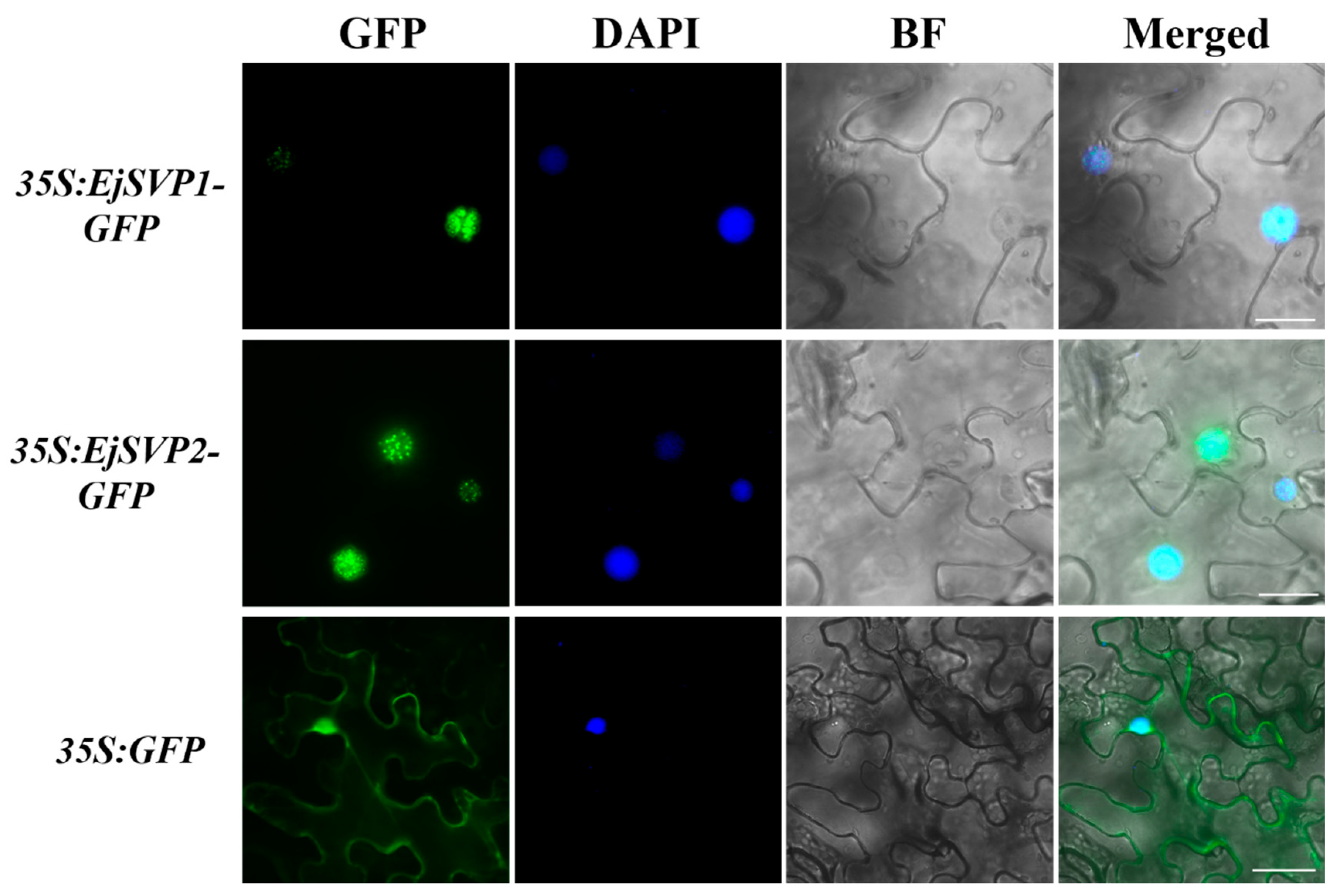 Ijms 20 05933 g005 Ijms 20 05933 g005