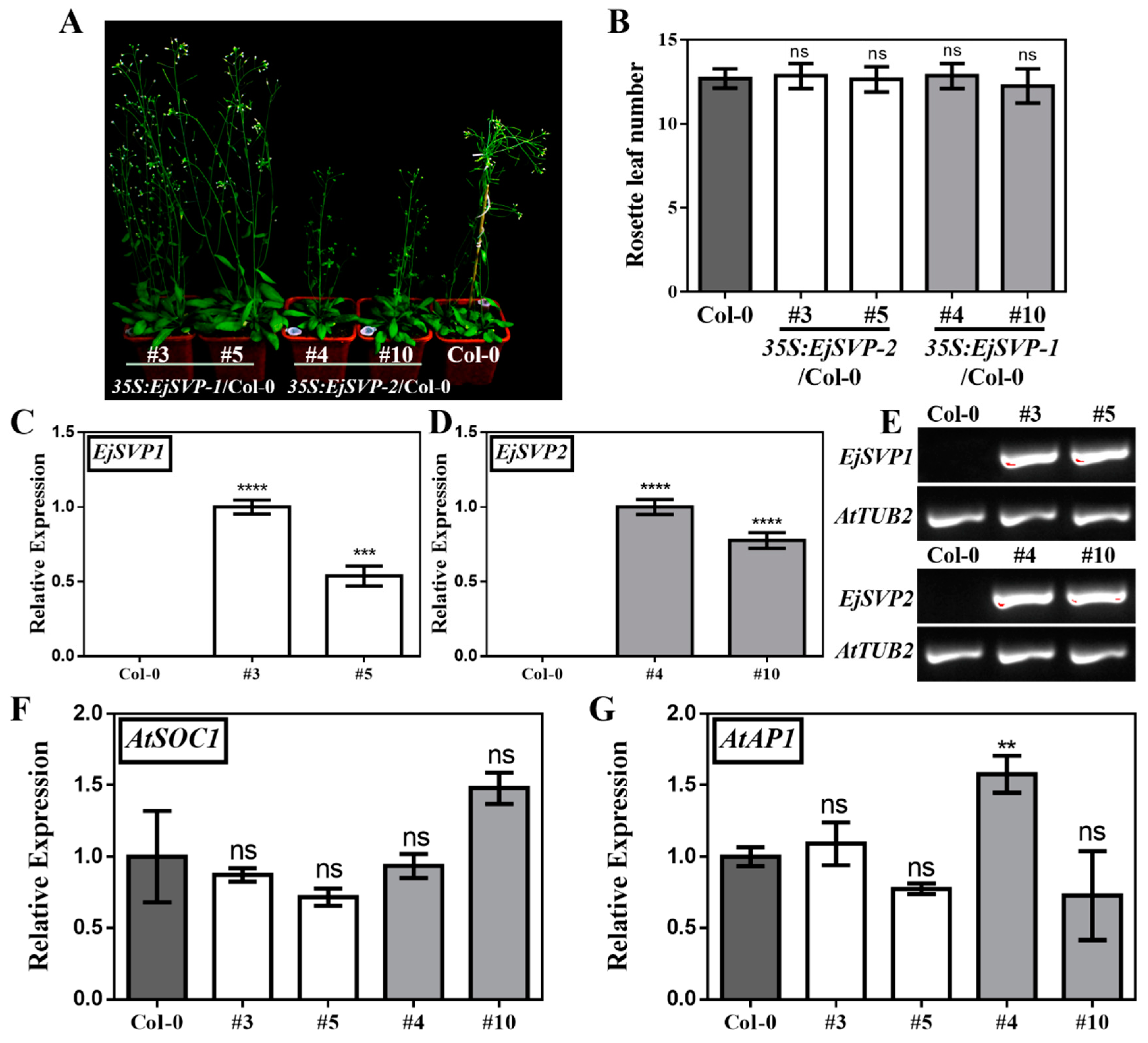 Ijms 20 05933 g006 Ijms 20 05933 g006
