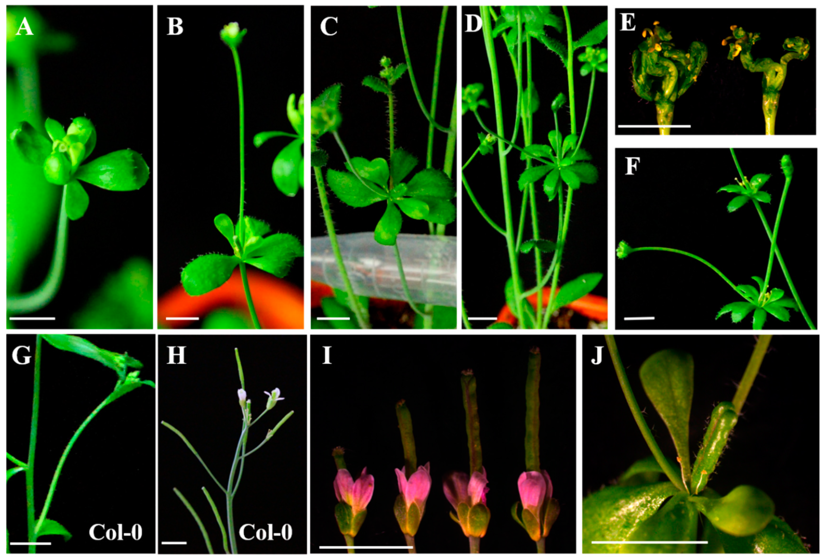 Ijms 20 05933 g007 Ijms 20 05933 g007