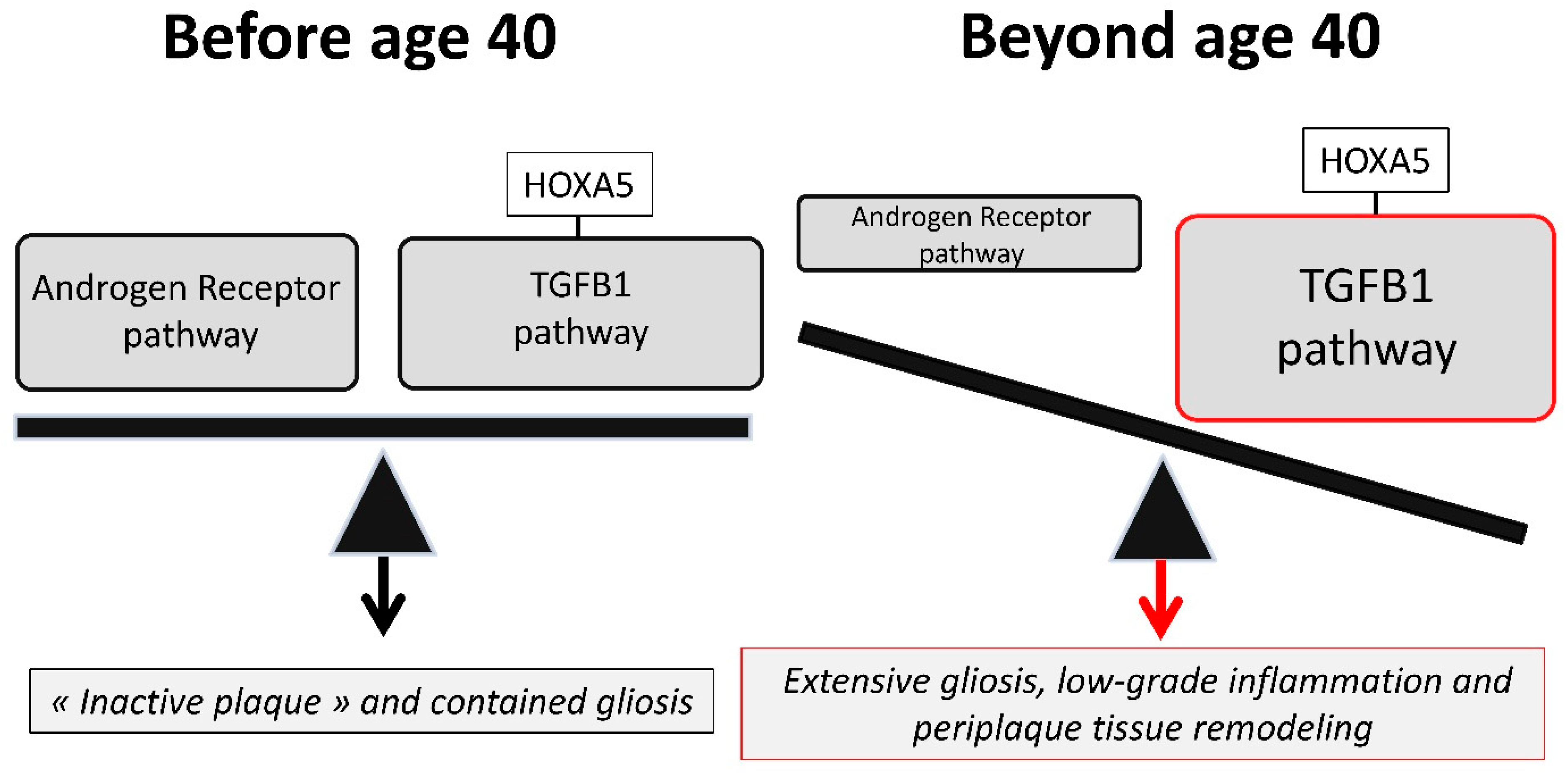 IJMS | Free Full-Text | TGFB1-Mediated Gliosis in Multiple Sclerosis Spinal  Cords Is Favored by the Regionalized Expression of HOXA5 and the Age-Dependent  Decline in Androgen Receptor Ligands
