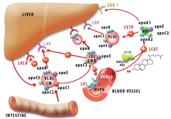 IJMS | Free Full-Text | Apolipoprotein C1: Its Pleiotropic Effects In ...