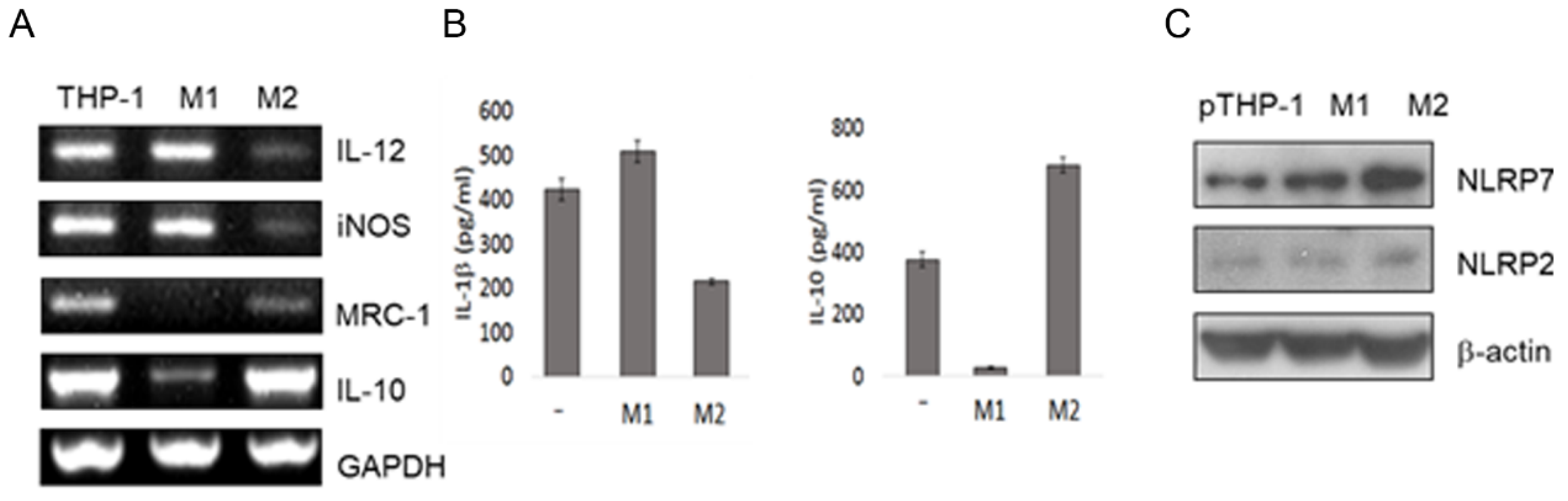 Ijms 20 05994 g002 Ijms 20 05994 g002