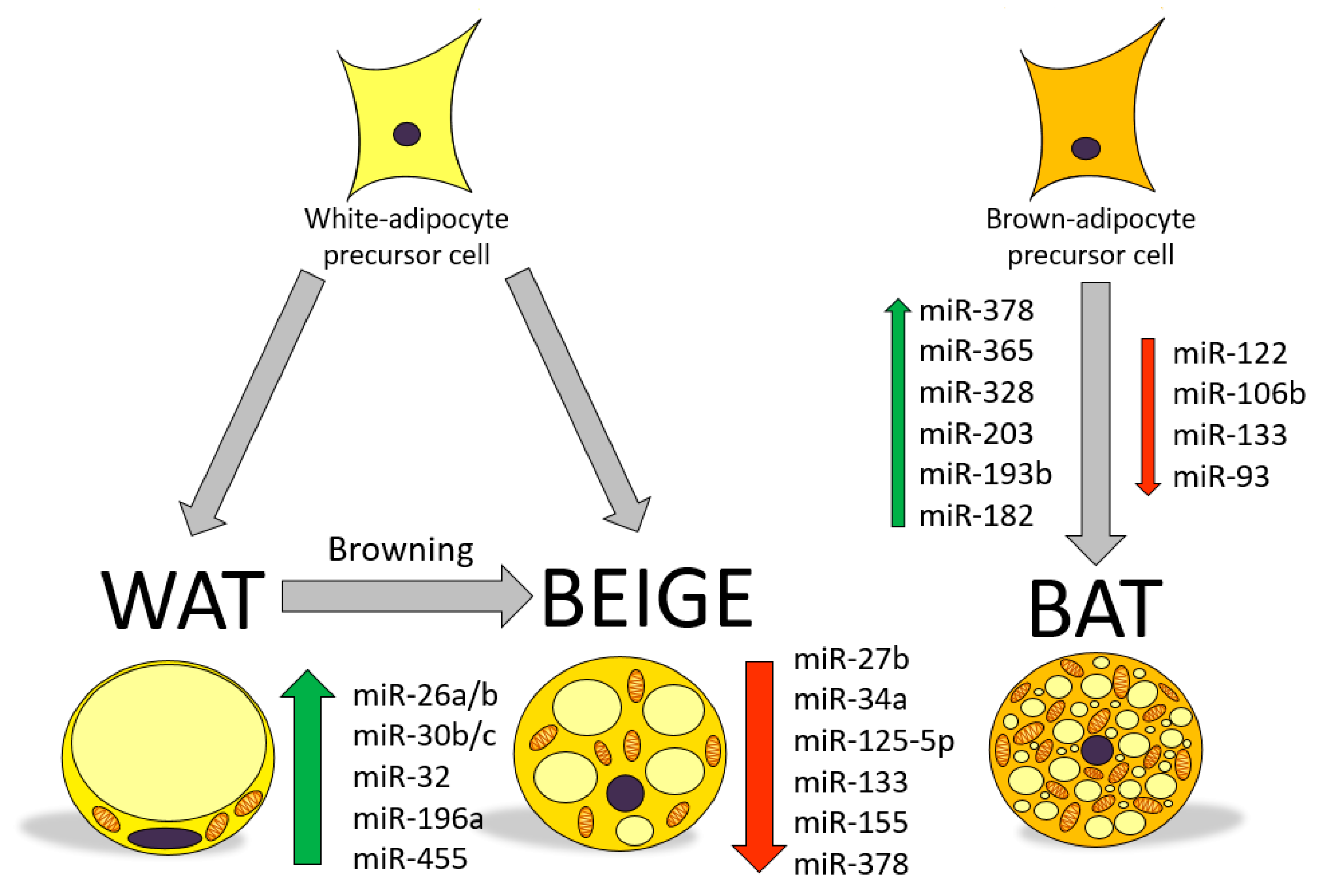 Important regulatory microRNAs in BAT, beige AT, and WAT. a Browning