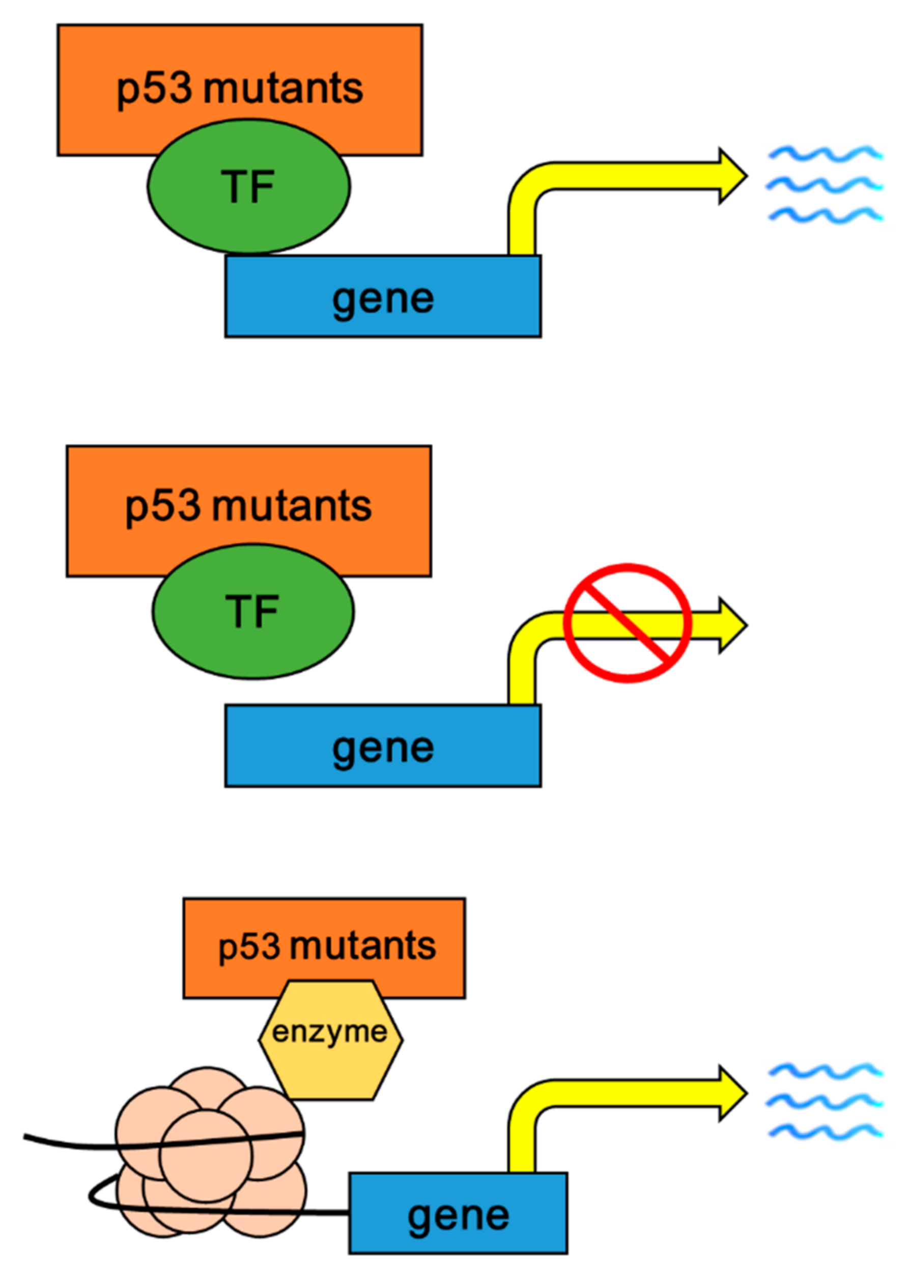 Ijms Free Full Text Targeting The Oncogenic P53 Mutants In Colorectal Cancer And Other Solid Tumors Html