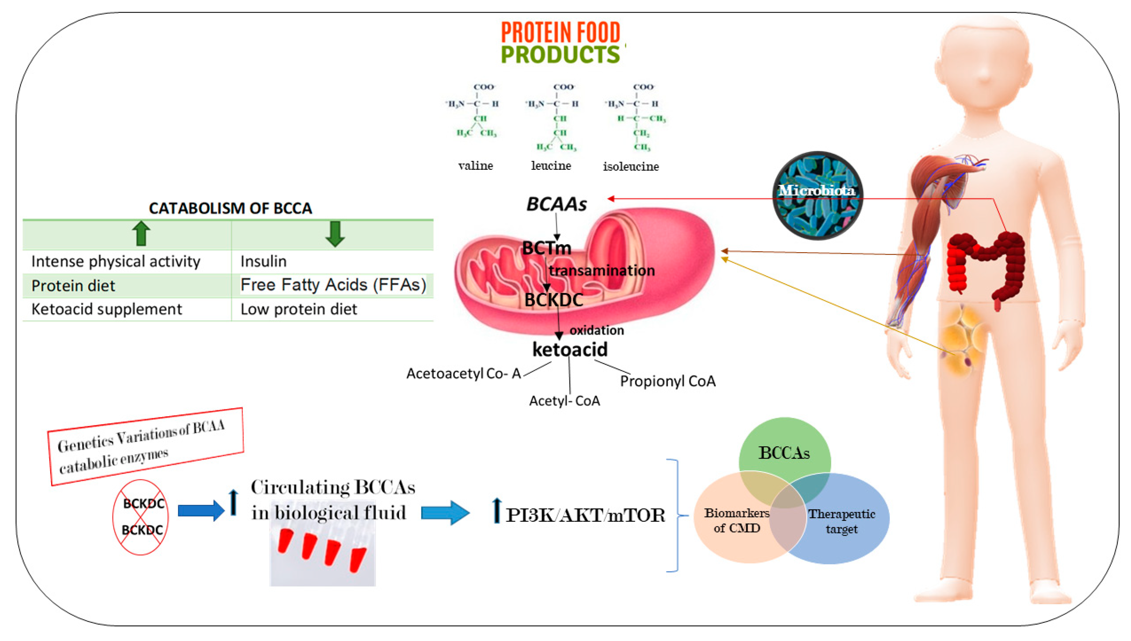 Ijms 20 06015 g003 Ijms 20 06015 g003