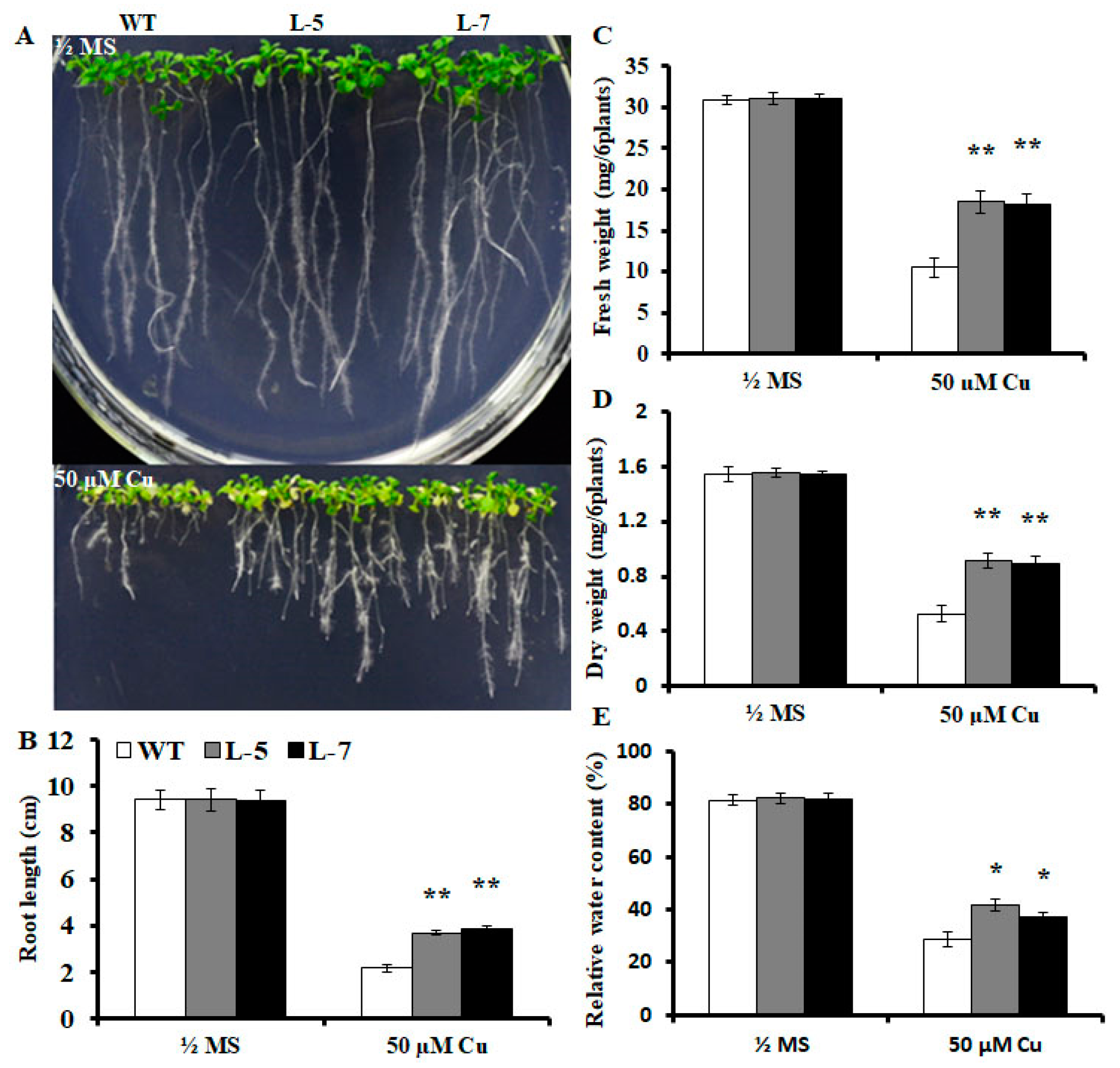 Ijms Free Full Text Osmsr3 A Small Heat Shock Protein Confers Enhanced Tolerance To Copper Stress In Arabidopsis Thaliana Html