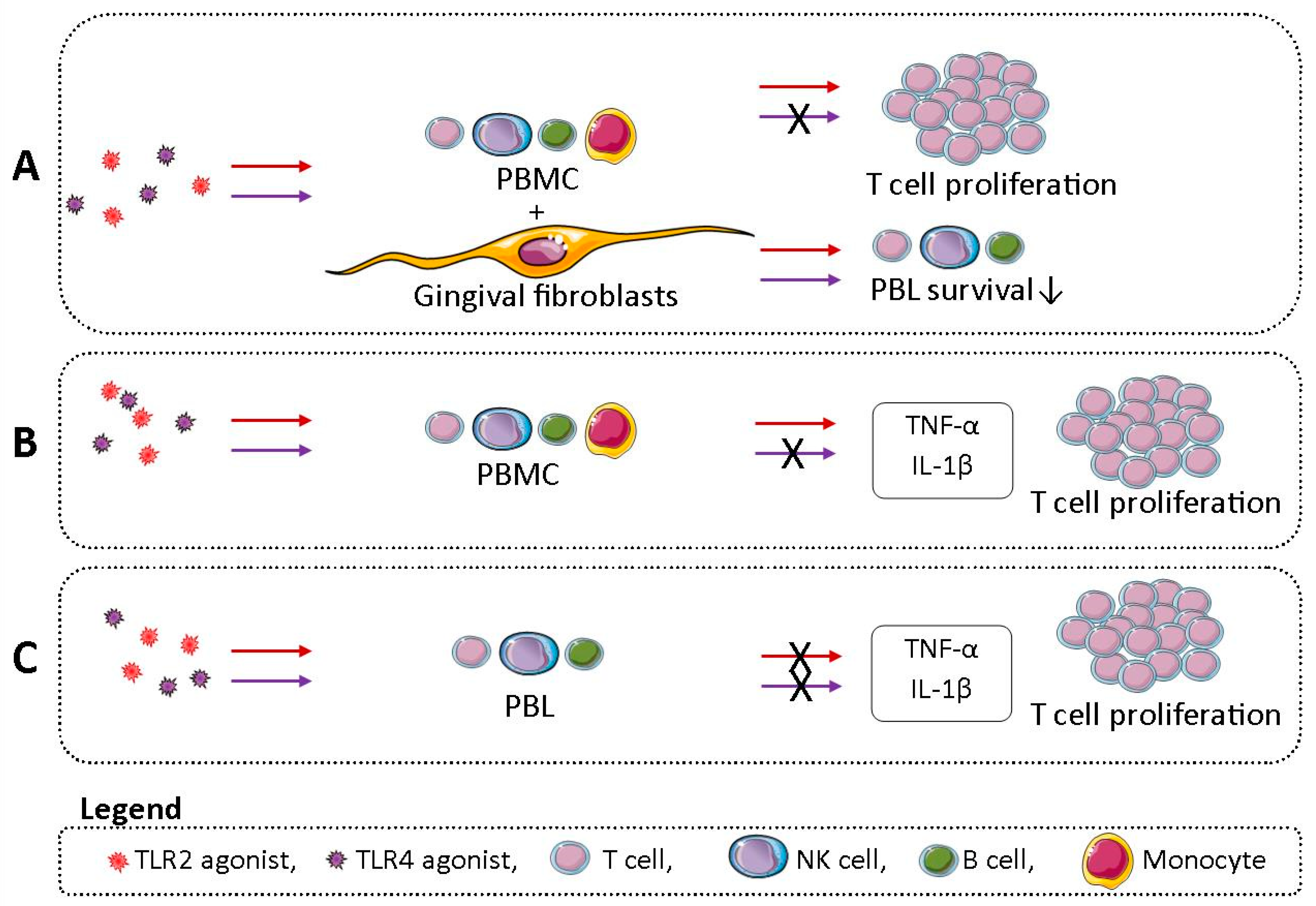 IJMS | Free Full-Text | T Cell Proliferation Is Induced by Chronically  TLR2-Stimulated Gingival Fibroblasts or Monocytes
