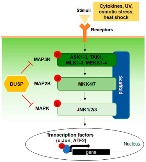 jnk1 regulate jun protein turnover
