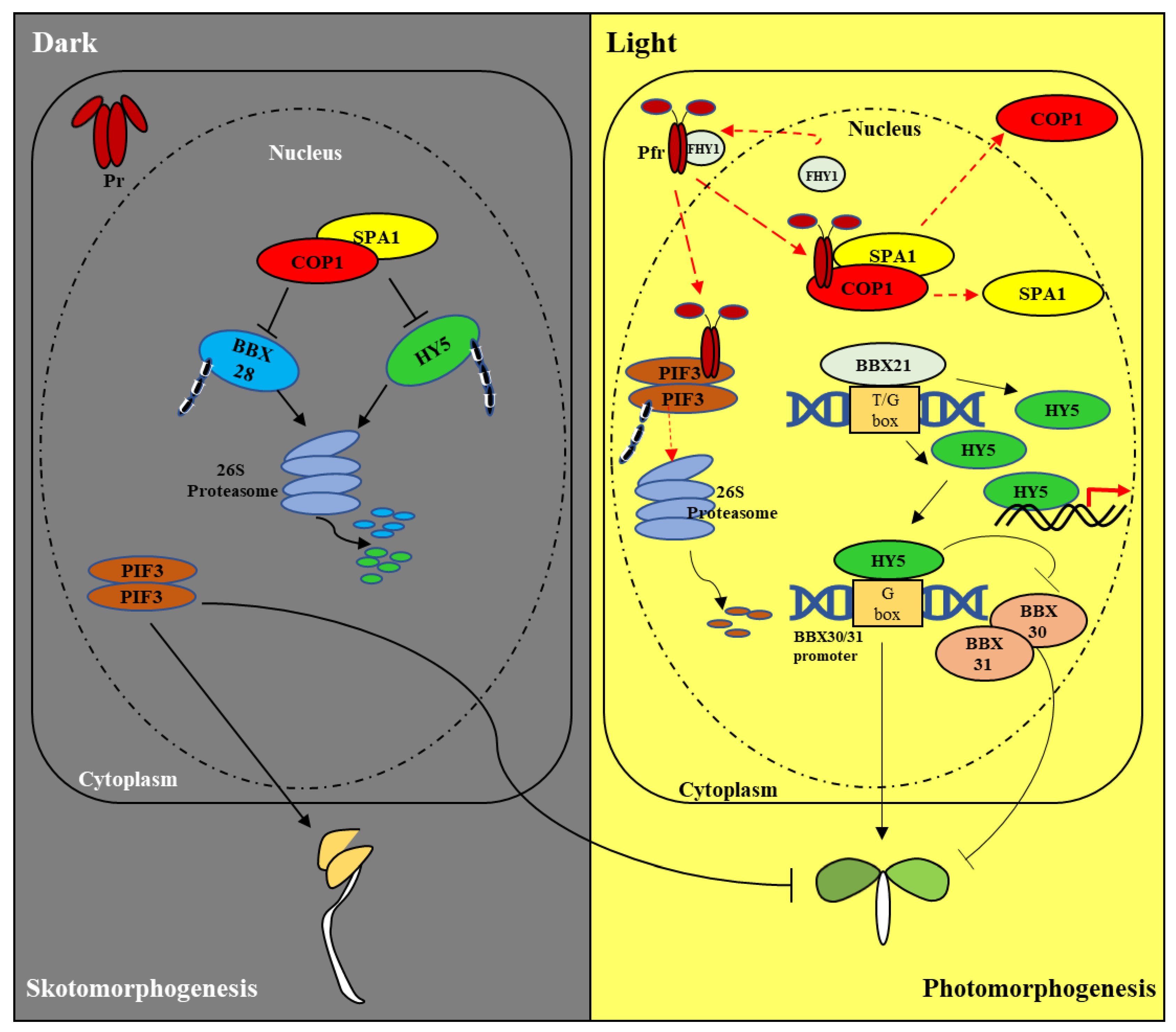 IJMS  Free FullText  Regulation of Photomorphogenic Development by