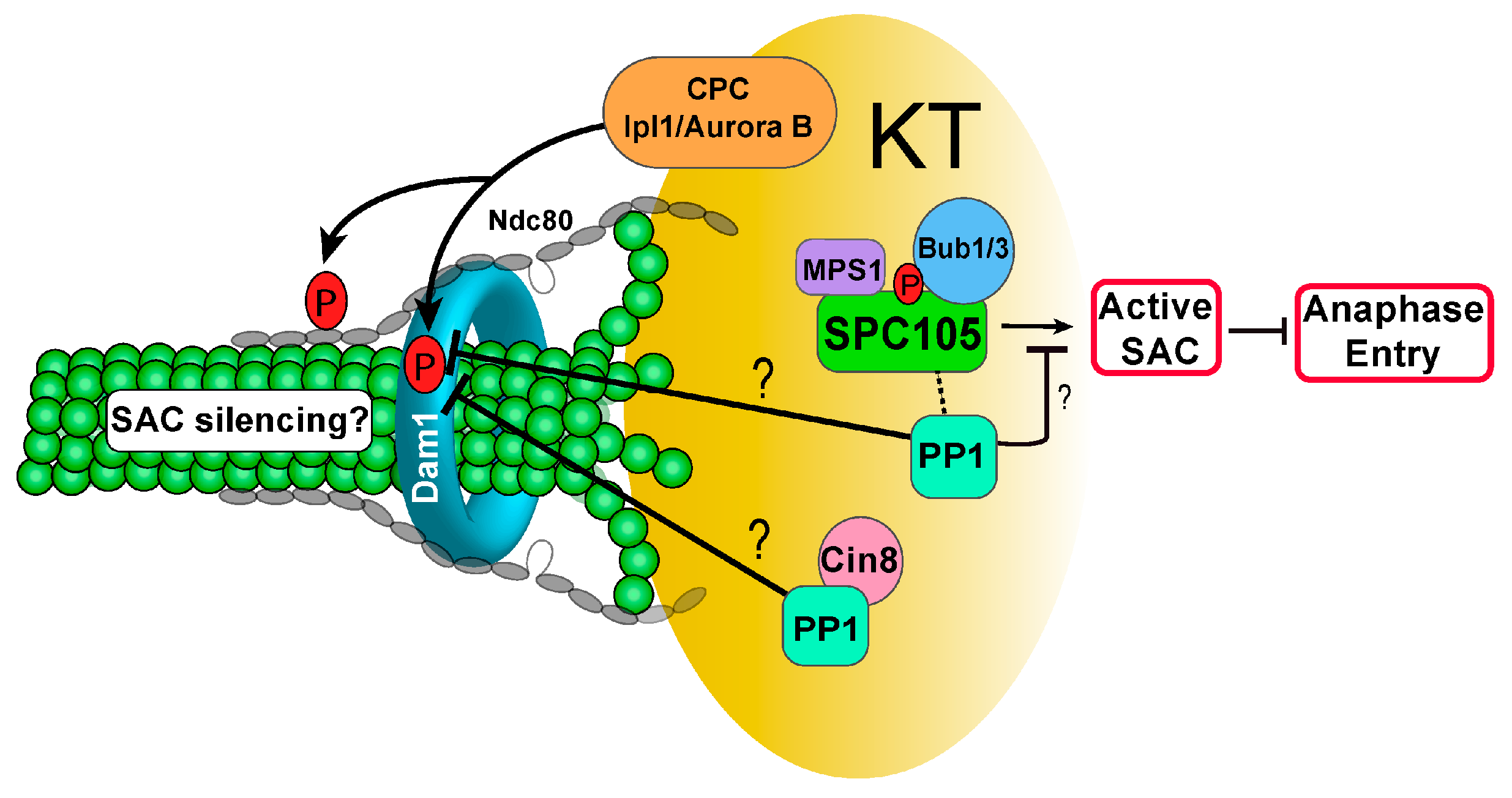 Ijms 20 06182 g002 Ijms 20 06182 g002