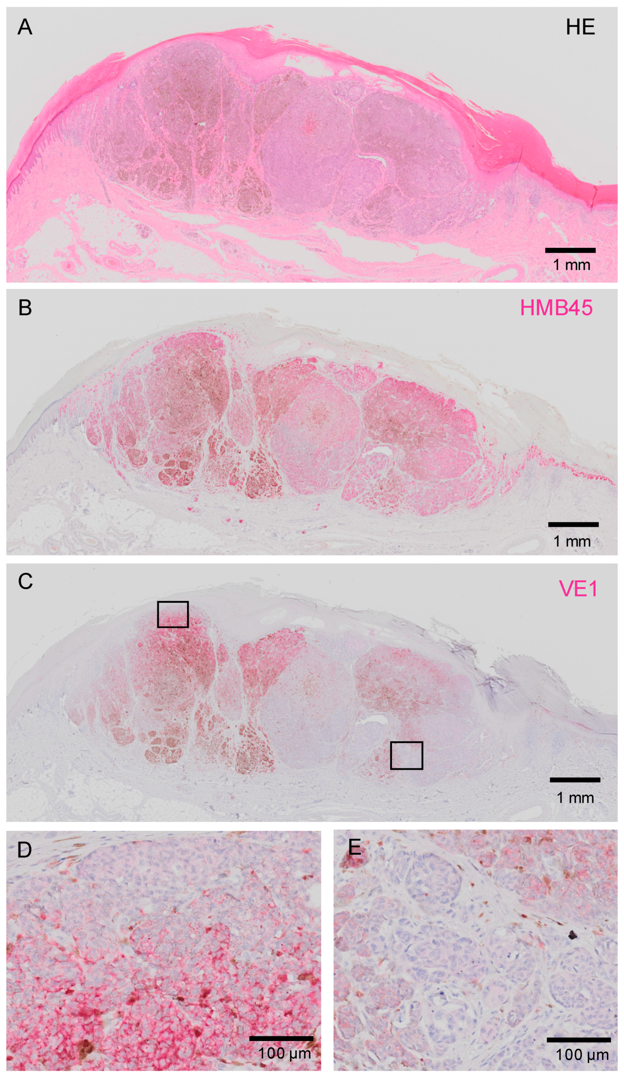 Ijms 20 06191 g003 Ijms 20 06191 g003