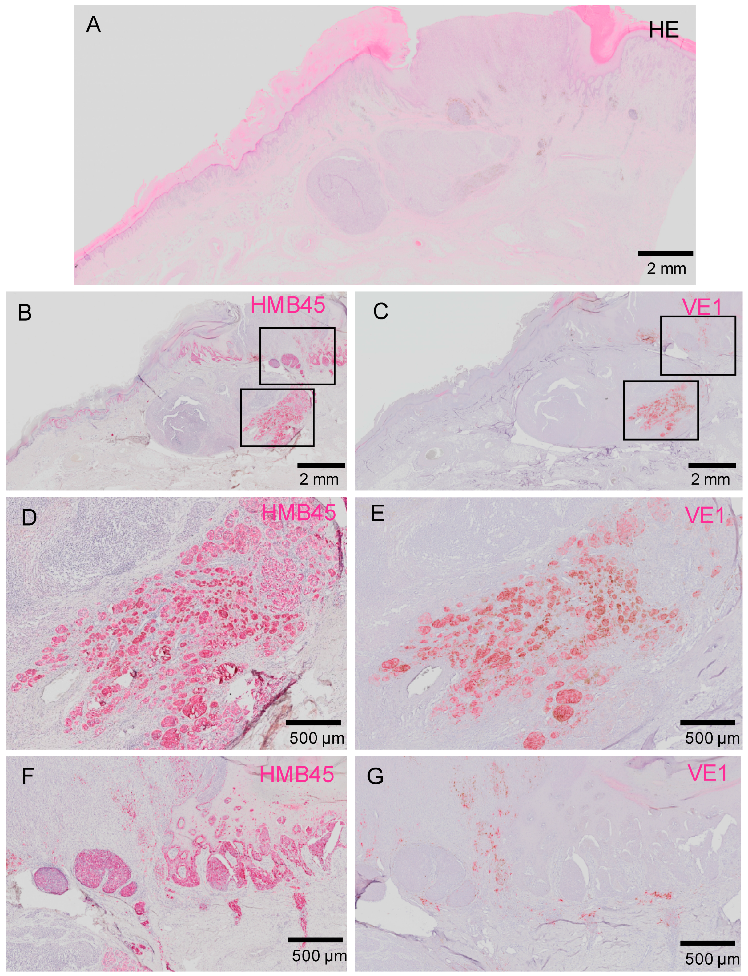 Ijms 20 06191 g004 Ijms 20 06191 g004