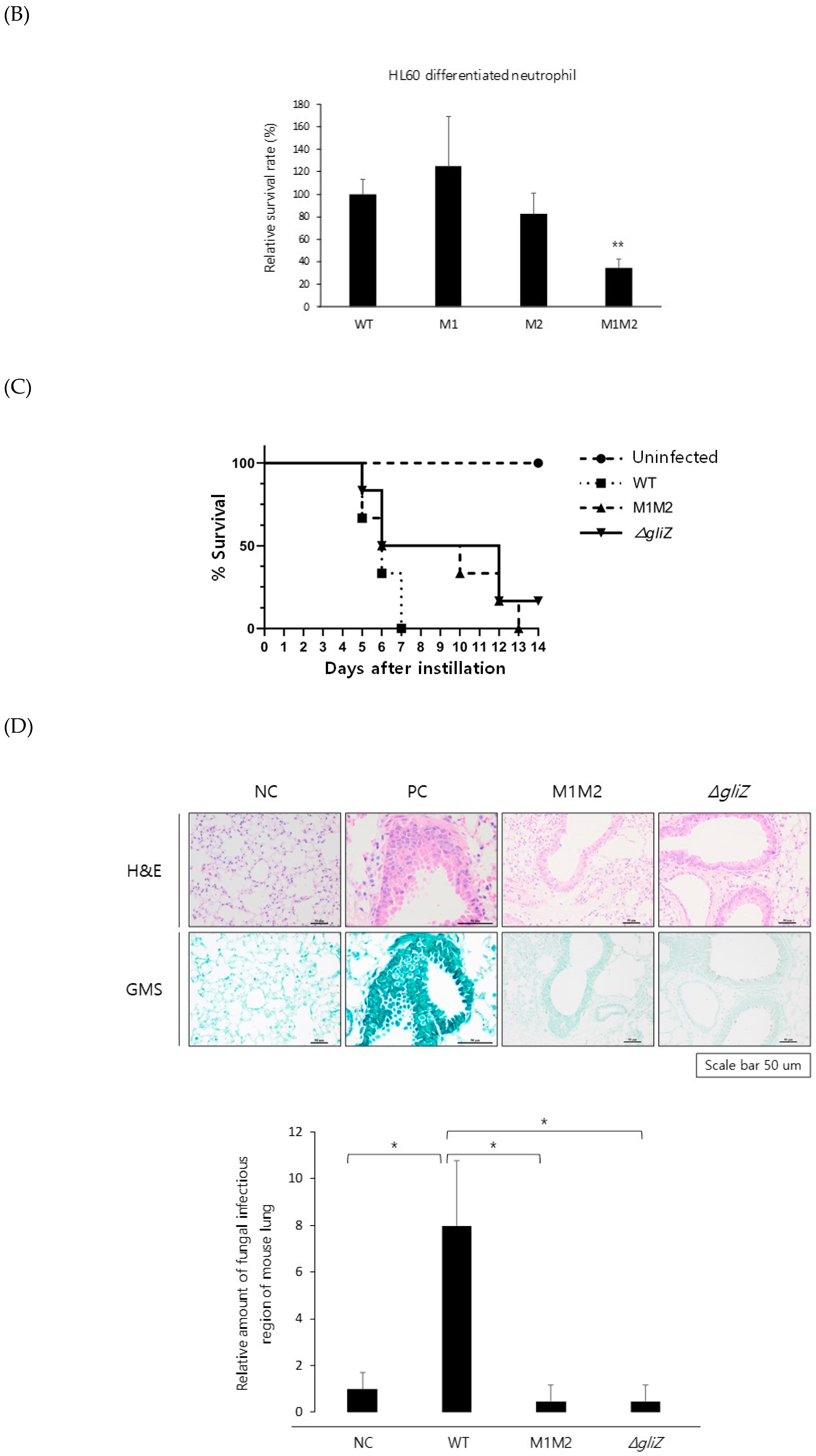 Ijms Free Full Text The Role Of Zinc In Gliotoxin Biosynthesis Of Aspergillus Fumigatus Html