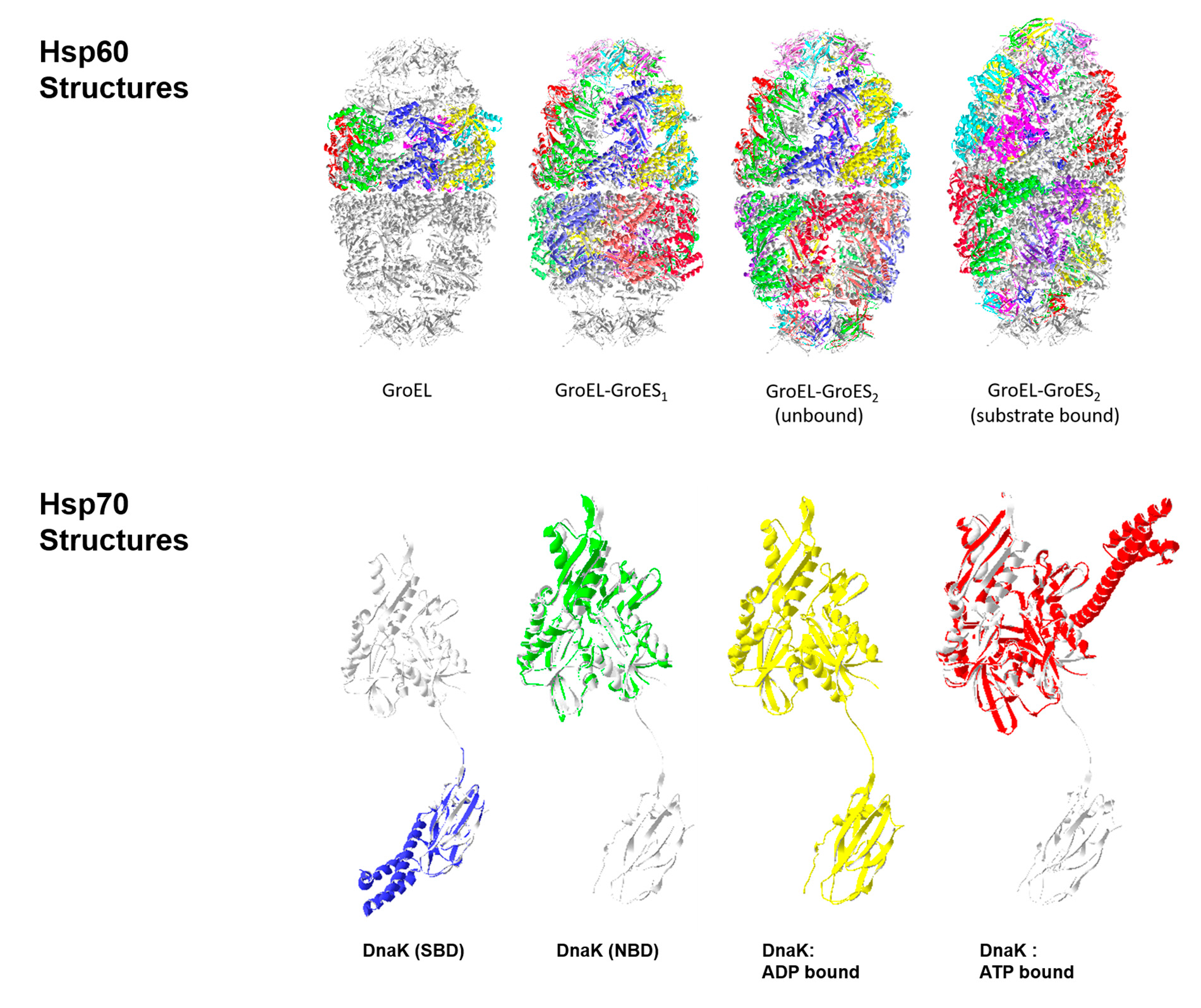 do chaperone proteins help determine native structure