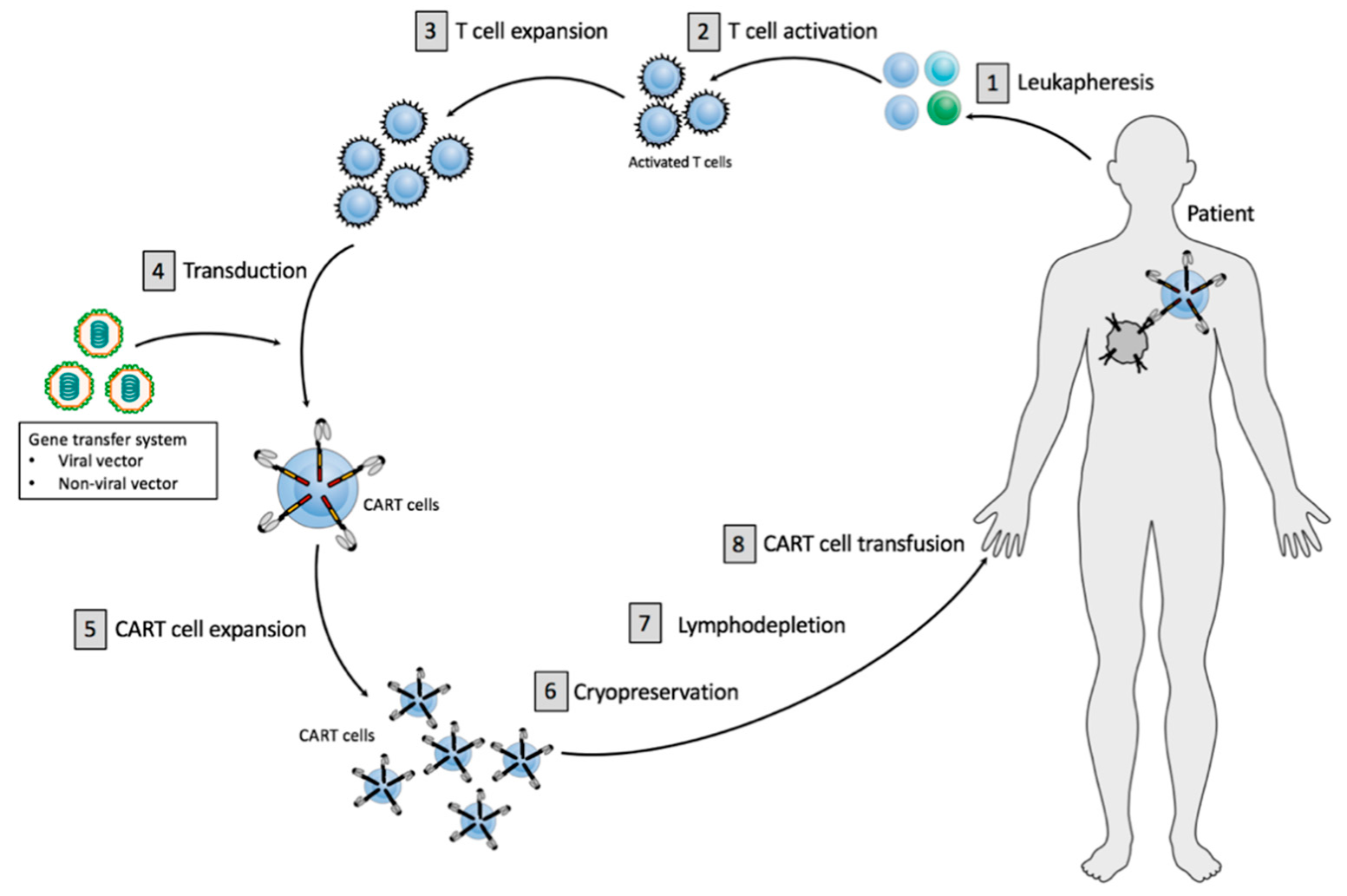 IJMS Free Full Text Optimizing Manufacturing Protocols Of Chimeric Antigen Receptor T Cells