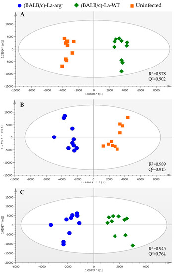 Ijms Free Full Text Metabolomic Profile Of Balb C Macrophages Infected With Leishmania Amazonensis Deciphering L Arginine Metabolism Html