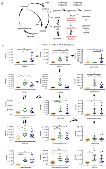 Ijms Free Full Text Metabolomic Profile Of Balb C Macrophages Infected With Leishmania Amazonensis Deciphering L Arginine Metabolism Html