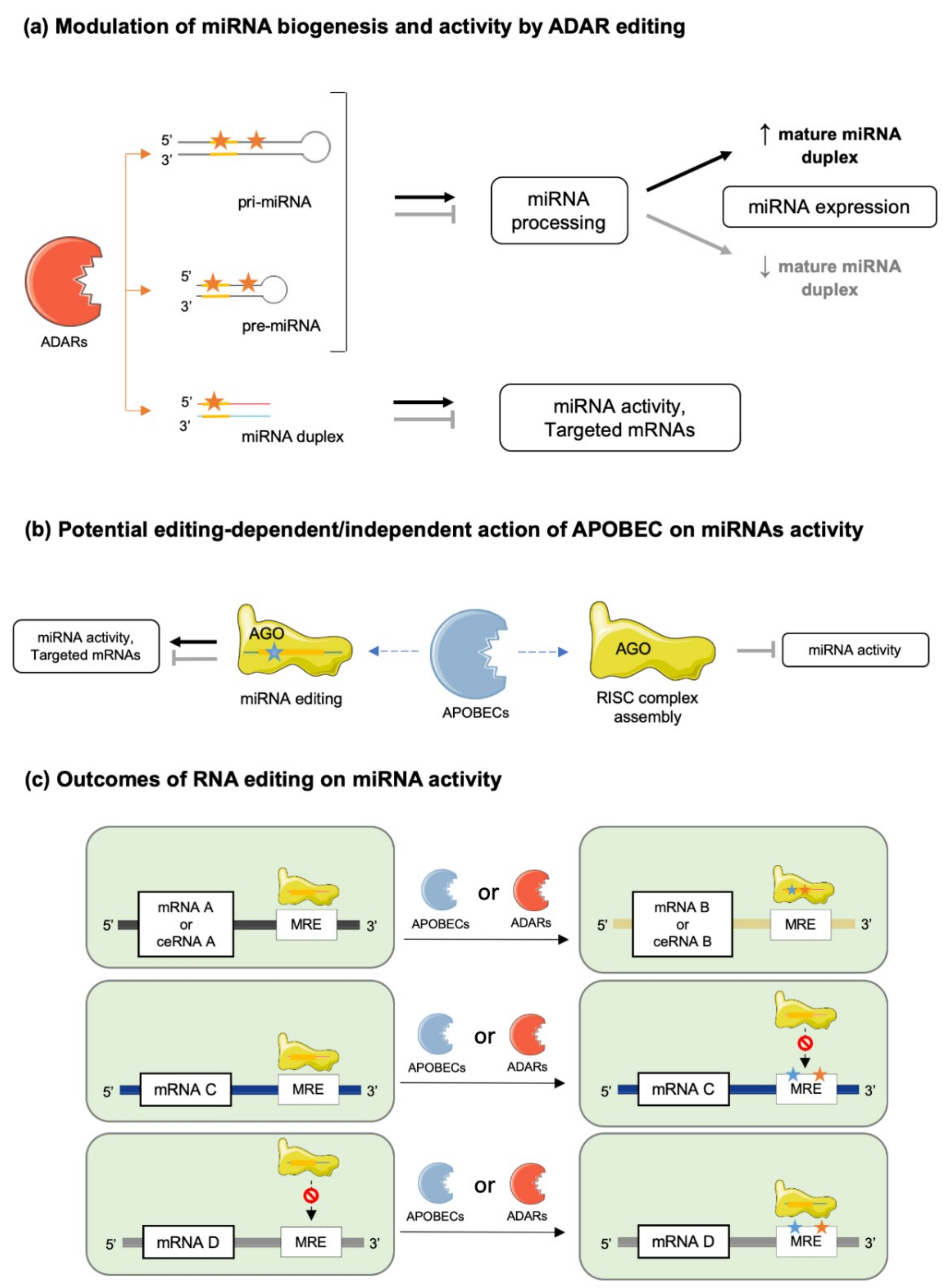 Ijms Free Full Text Deciphering Mirnas Action Through Mirna Editing Html