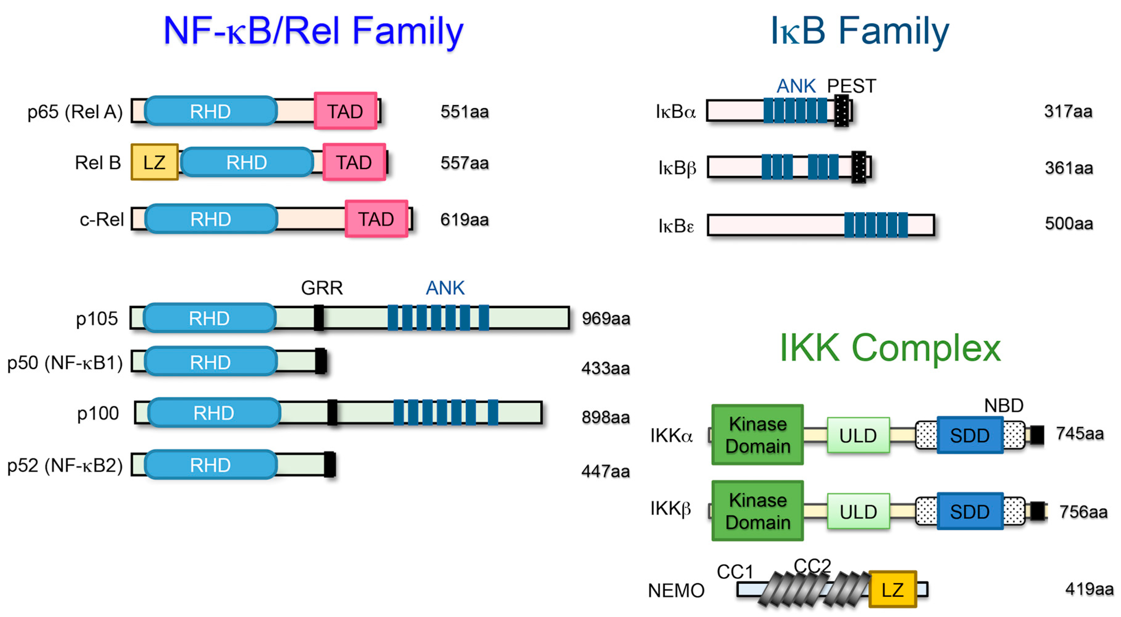 IJMS | Free Full-Text | NF-κB Signaling Regulates Physiological and  Pathological Chondrogenesis