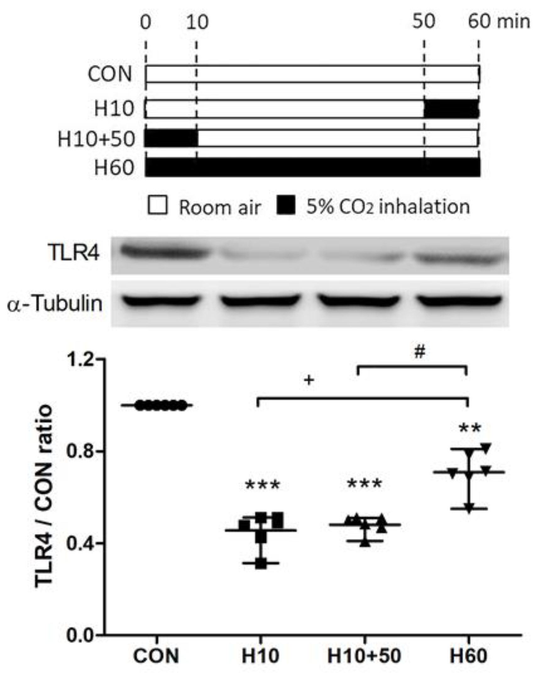 IJMS | Free Full-Text | Pre-Treatment with Ten-Minute Carbon Dioxide  Inhalation Prevents Lipopolysaccharide-Induced Lung Injury in Mice via  Down-Regulation of Toll-Like Receptor 4 Expression