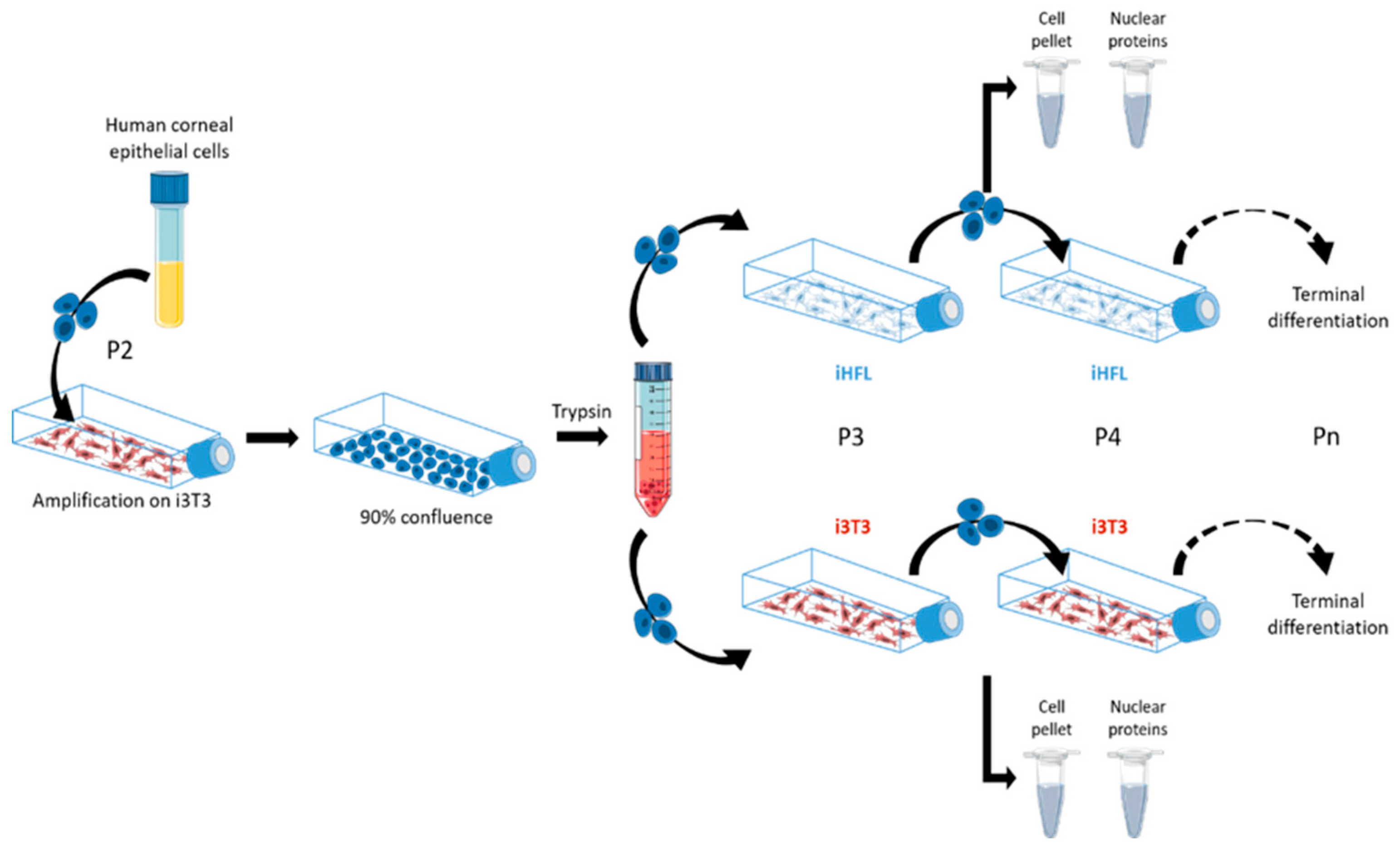 Ijms Free Full Text Irradiated Human Fibroblasts As A