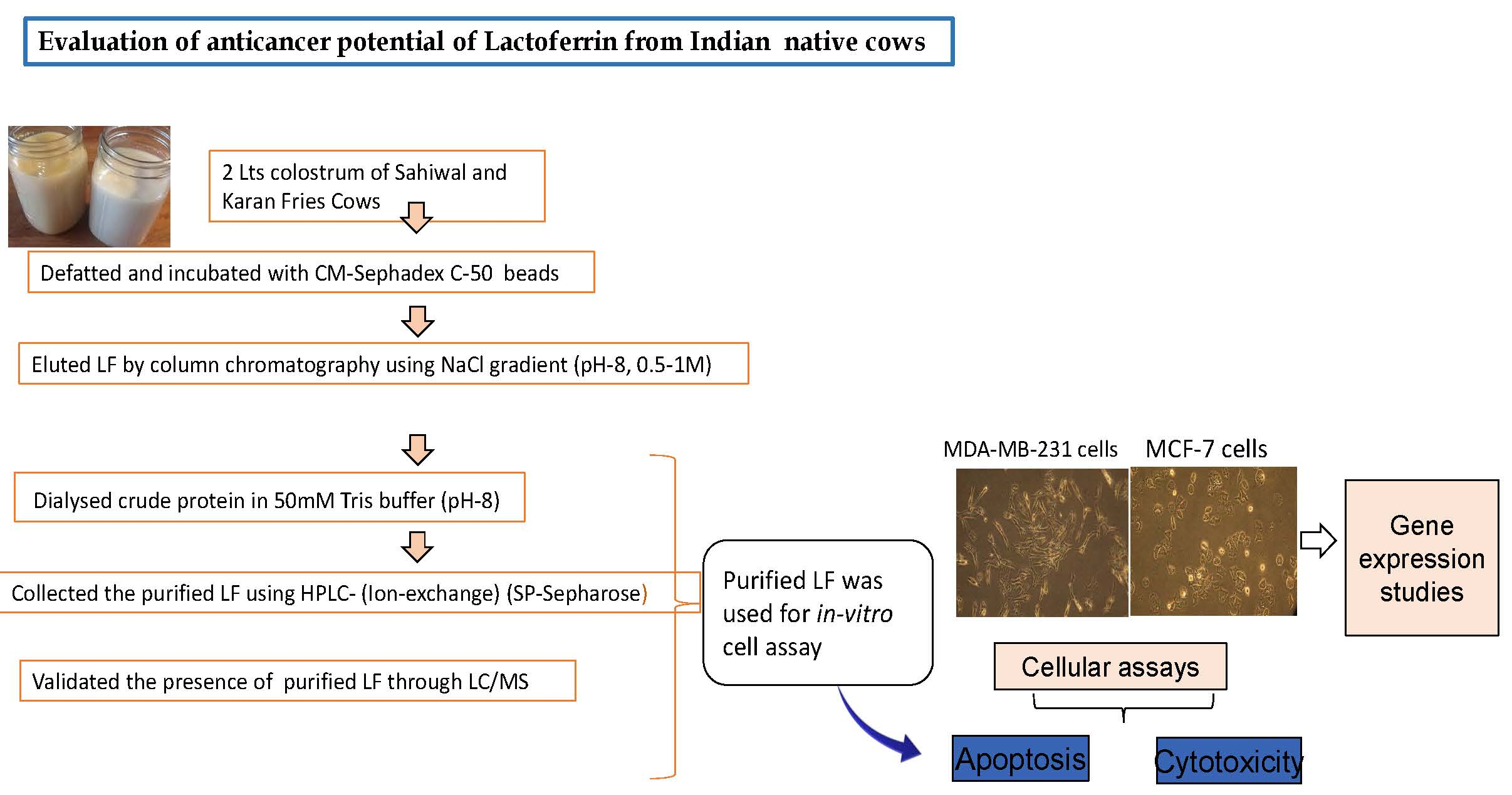 IJMS | Free Full-Text | Evaluation of Milk Colostrum Derived Lactoferrin of  Sahiwal (Bos indicus) and Karan Fries (Cross-Bred) Cows for Its  Anti-Cancerous Potential | HTML