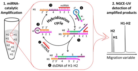 Collant neonata mirna