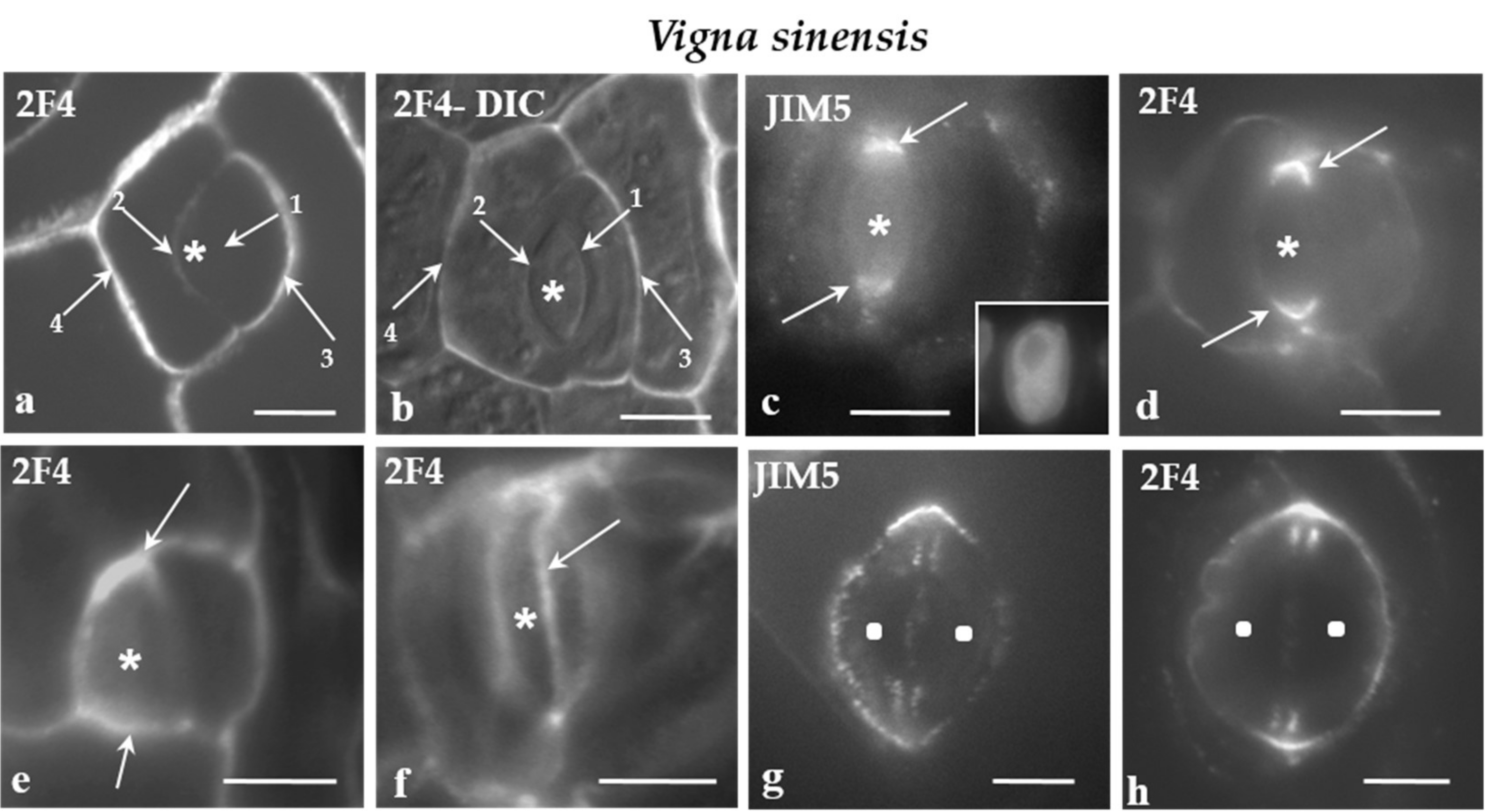 Ijms Free Full Text De Esterified Homogalacturonan Enrichment Of The Cell Wall Region Adjoining The Preprophase Cortical Cytoplasmic Zone In Some Protodermal Cell Types Of Three Land Plants Html