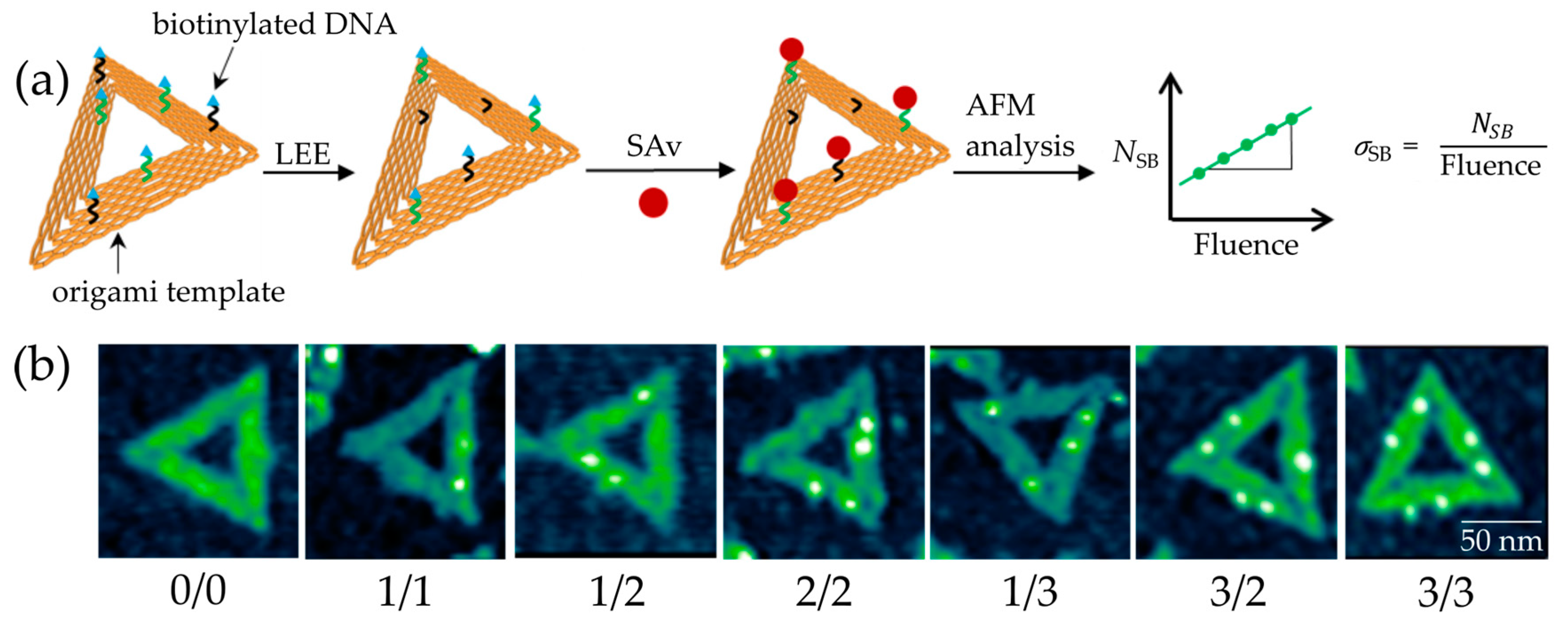 Ijms Free Full Text Length And Energy Dependence Of Low Energy Electron Induced Strand Breaks In Poly A Dna Html