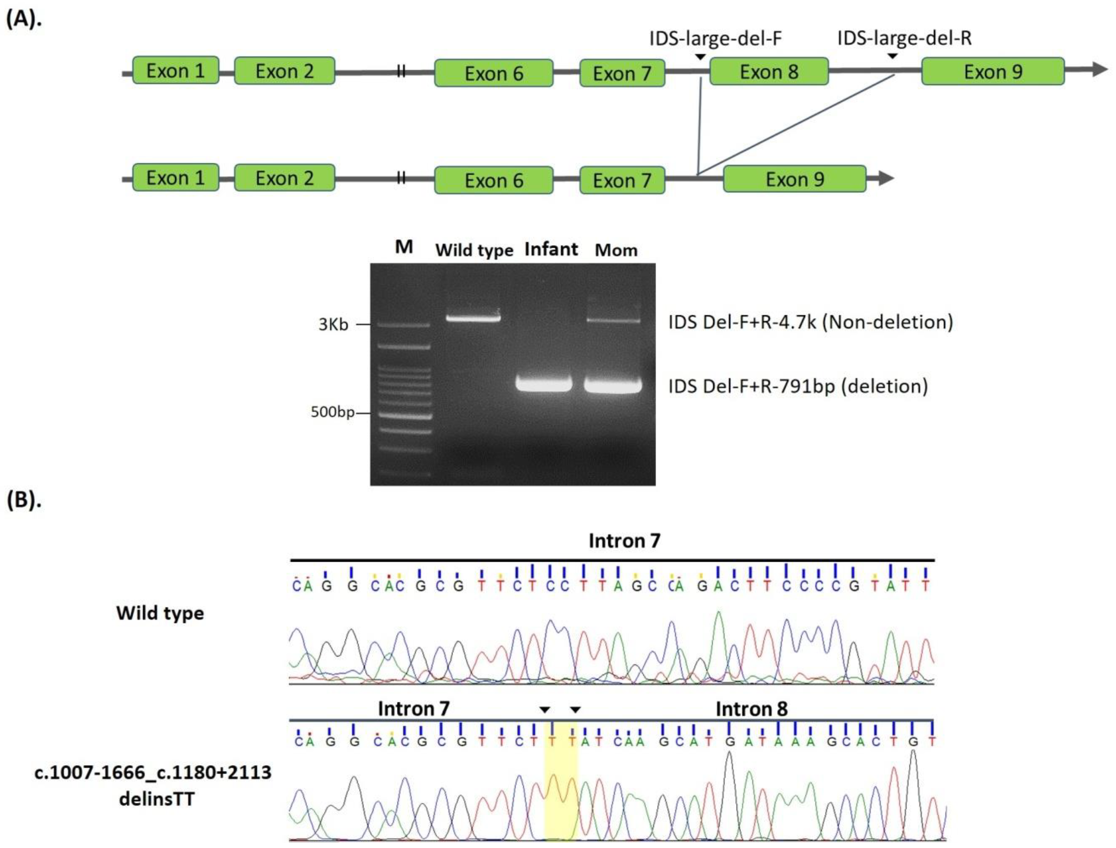 Ijms Free Full Text Identification And Functional Characterization Of Ids Gene Mutations Underlying Taiwanese Hunter Syndrome Mucopolysaccharidosis Type Ii Html