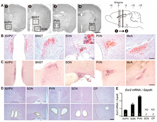 IJMS | Free Full-Text | Neurochemical Characterization of Neurons